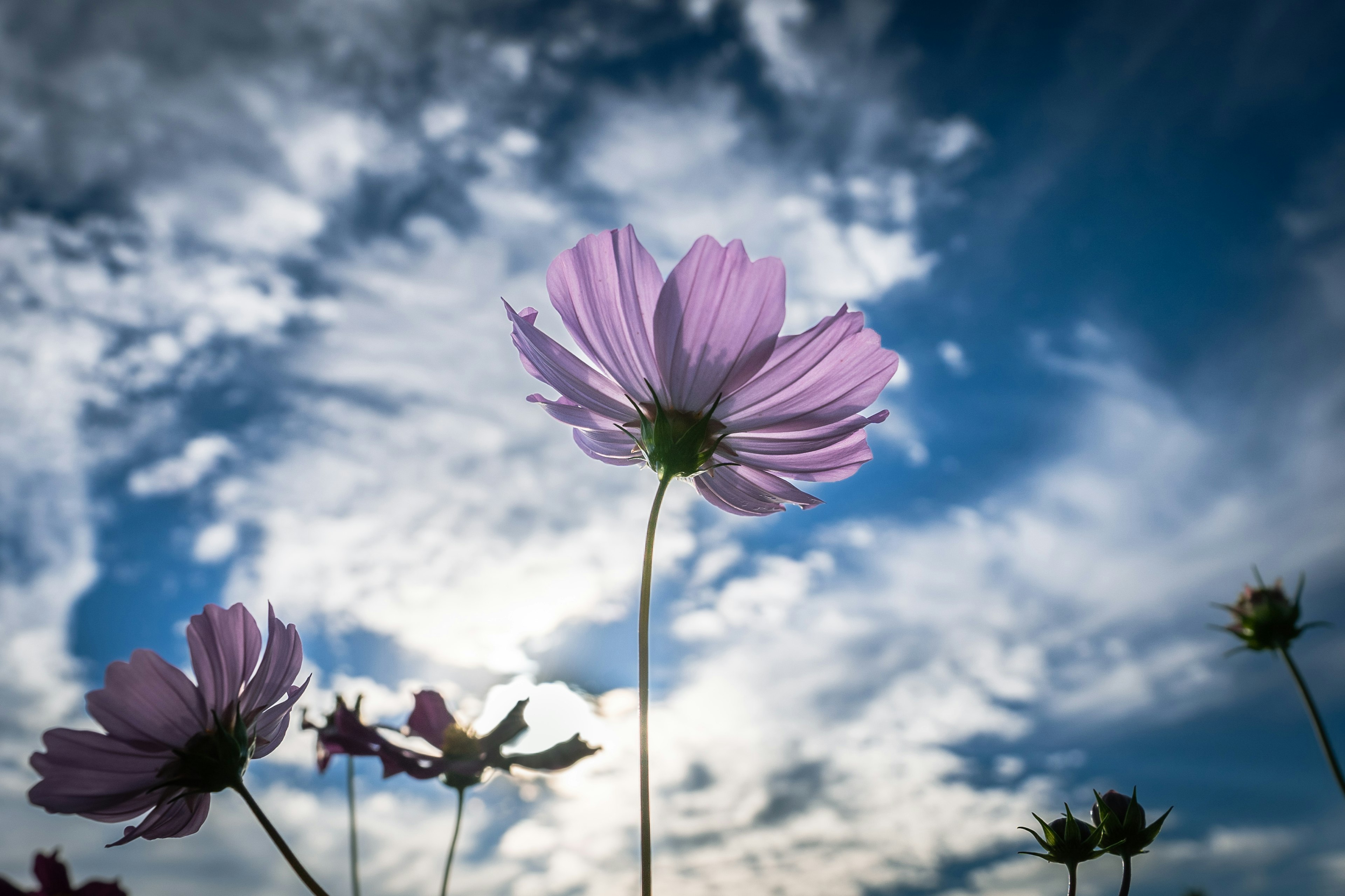 青空の下で咲くピンクの花々のクローズアップ