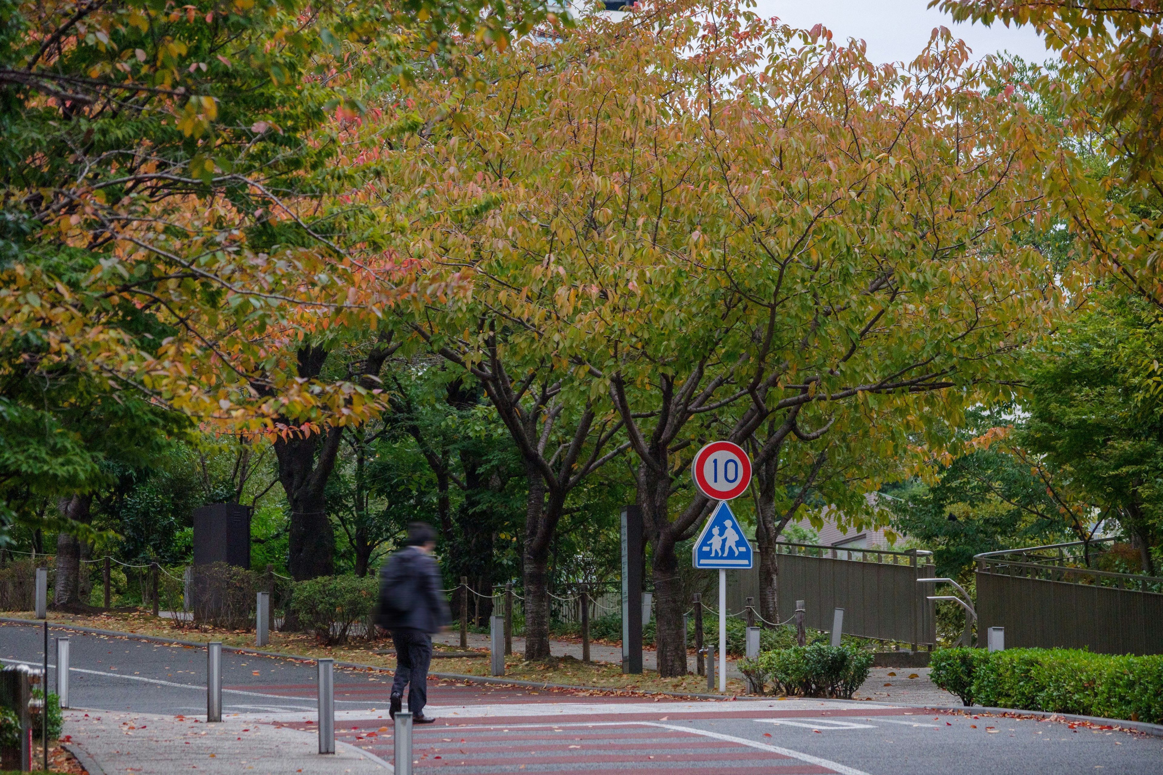 Une personne marchant sur une rue tranquille bordée d'arbres aux couleurs d'automne