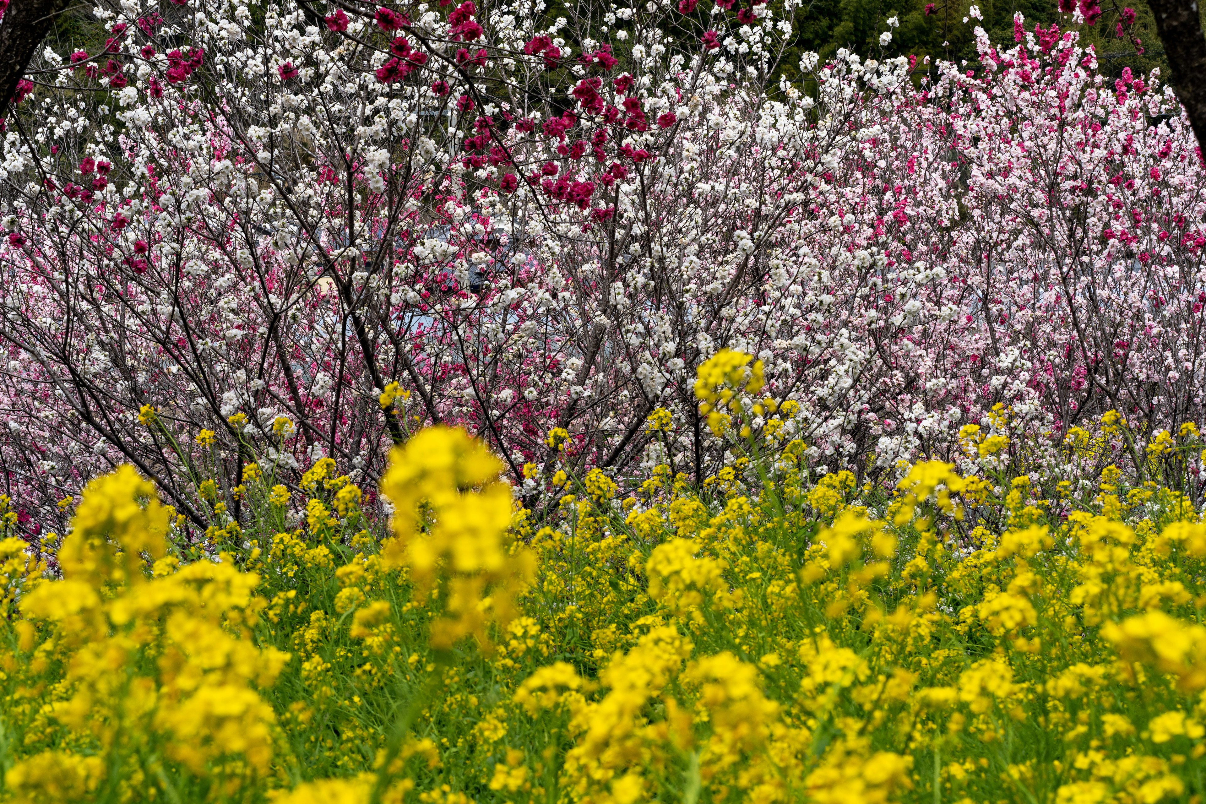 色とりどりの花が咲く風景 黄色い菜の花とピンクや白の桜の木