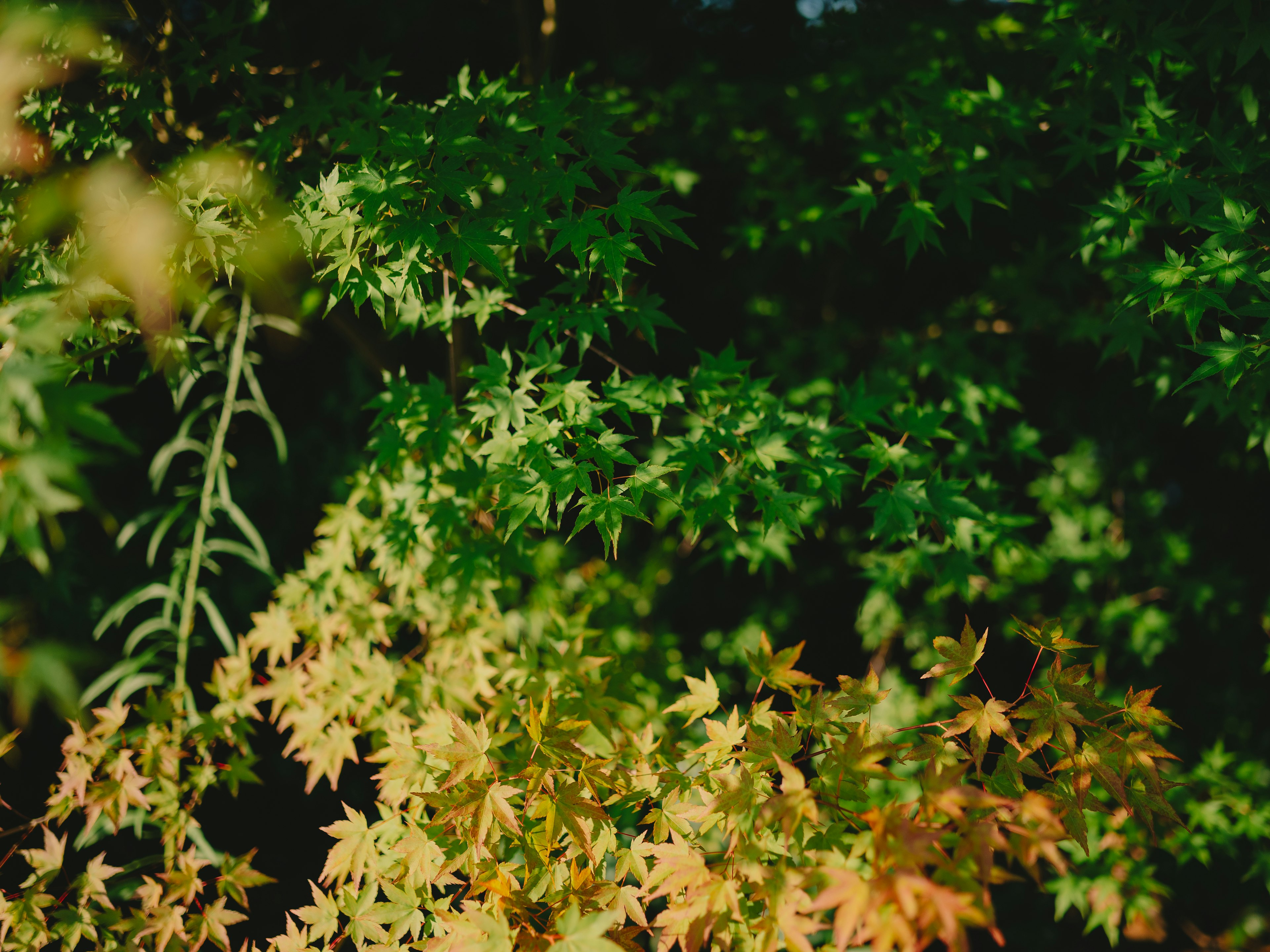 Una scena naturale con foglie verdi e arancioni sovrapposte