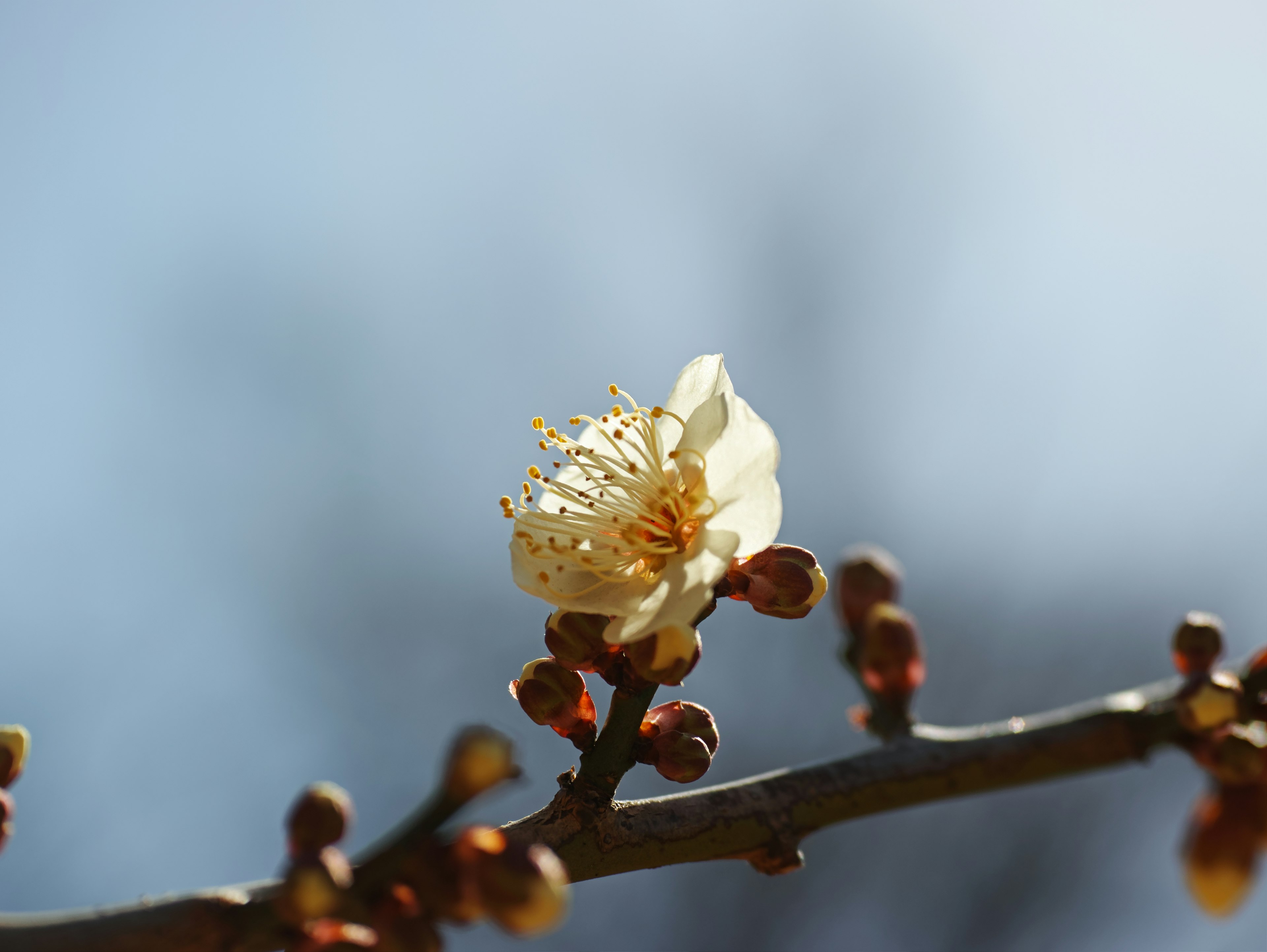 Gros plan d'une branche de prunier avec une fleur blanche et des bourgeons