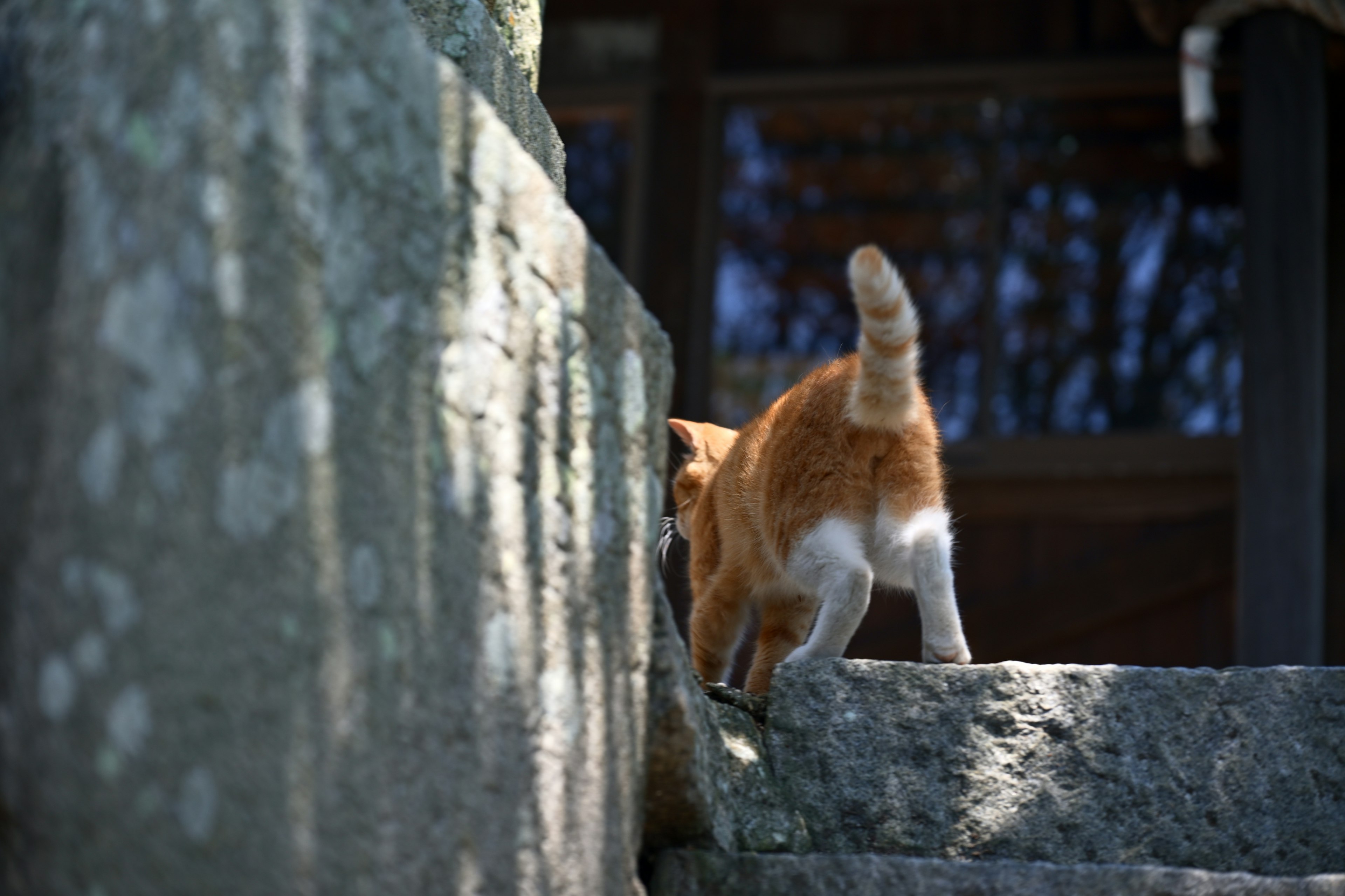 Anjing yang naik tangga batu dari belakang