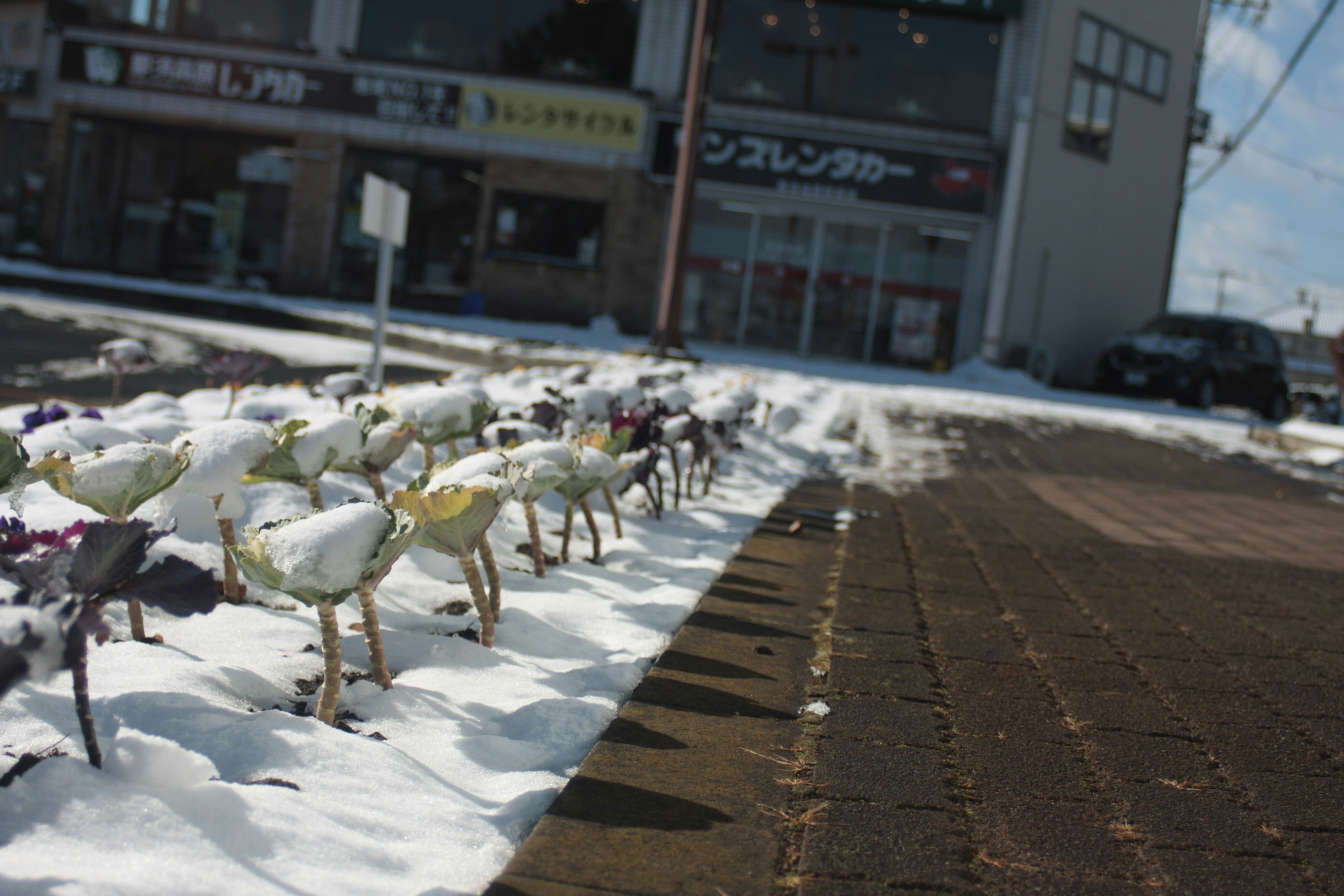 Reihe von schneebedeckten Blumen mit einem Geschäft im Hintergrund