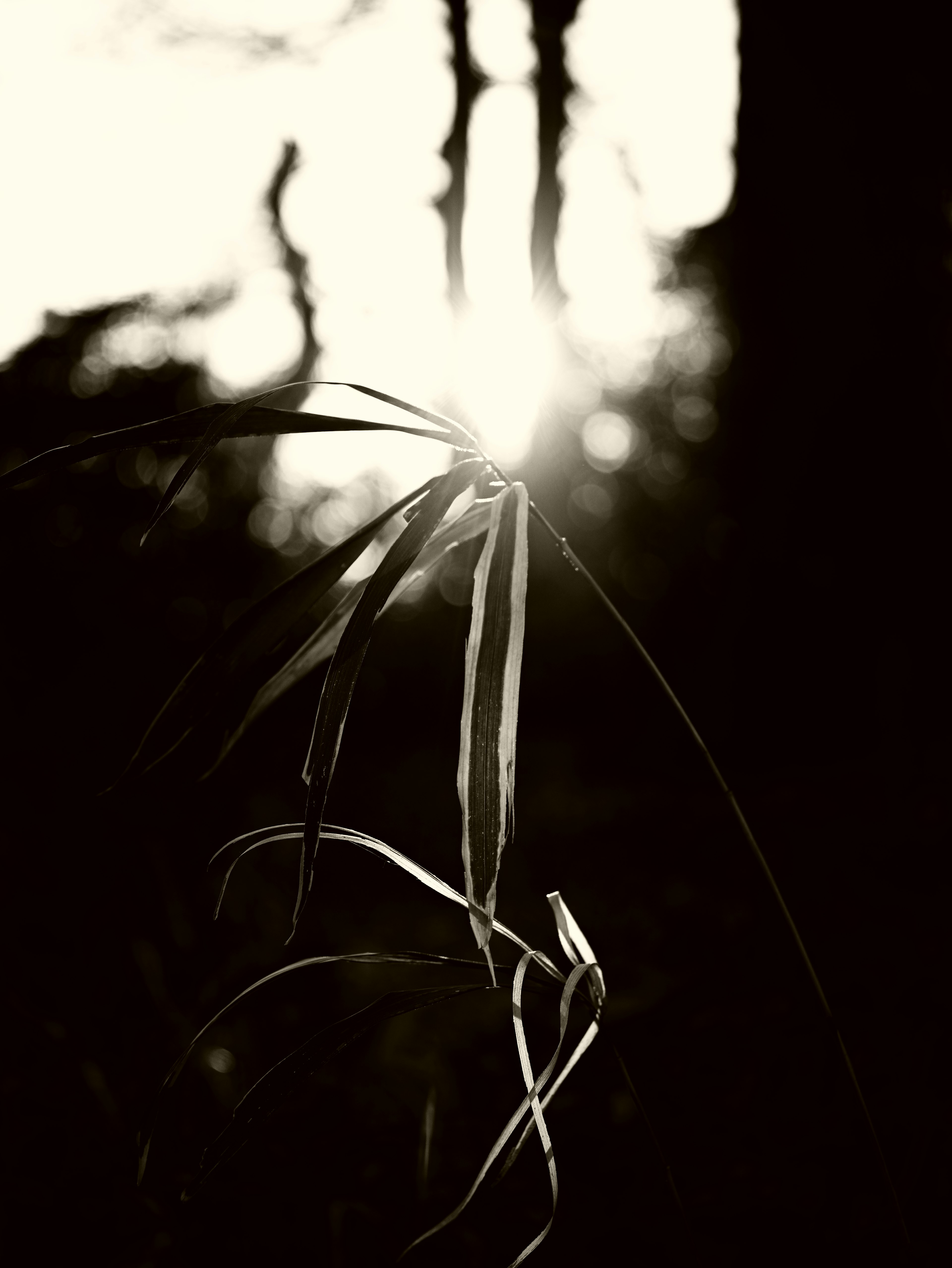 Silueta de hojas iluminadas por la luz del sol a través de los árboles