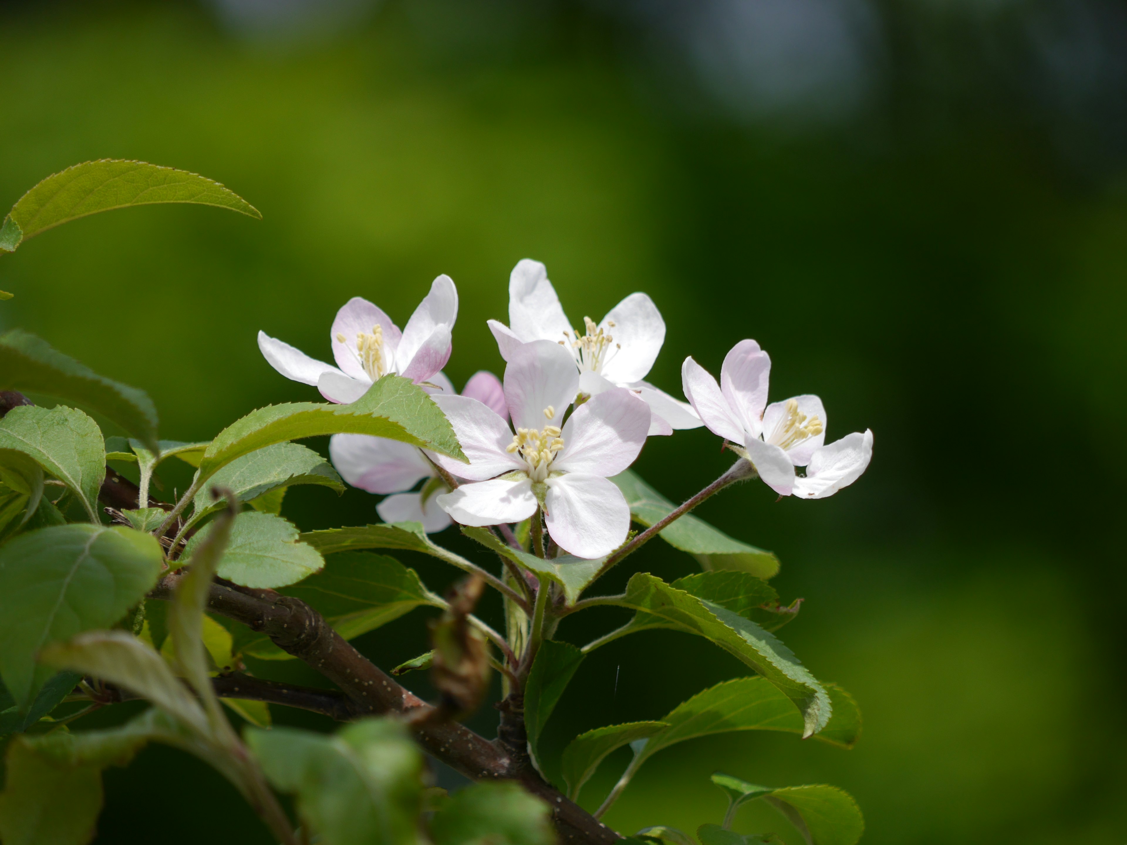 Primer plano de una rama de árbol con flores rosa pálido