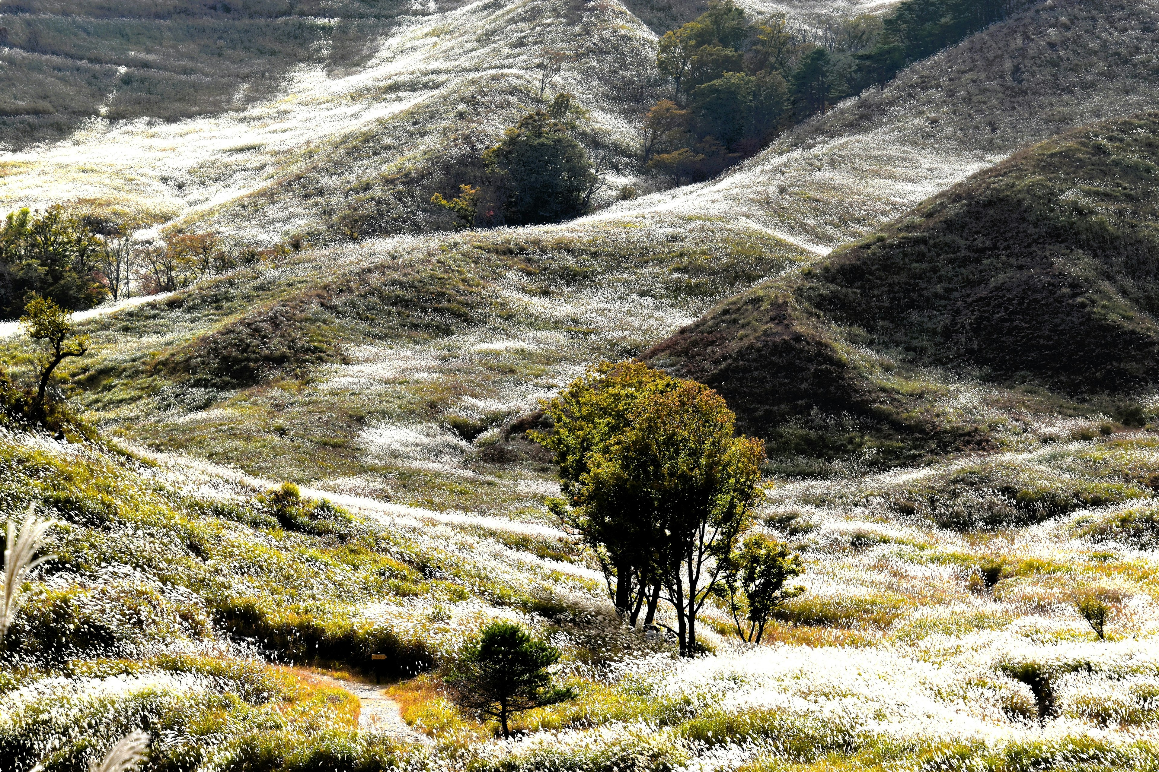 Beautiful landscape of rolling hills with green and white grass and trees