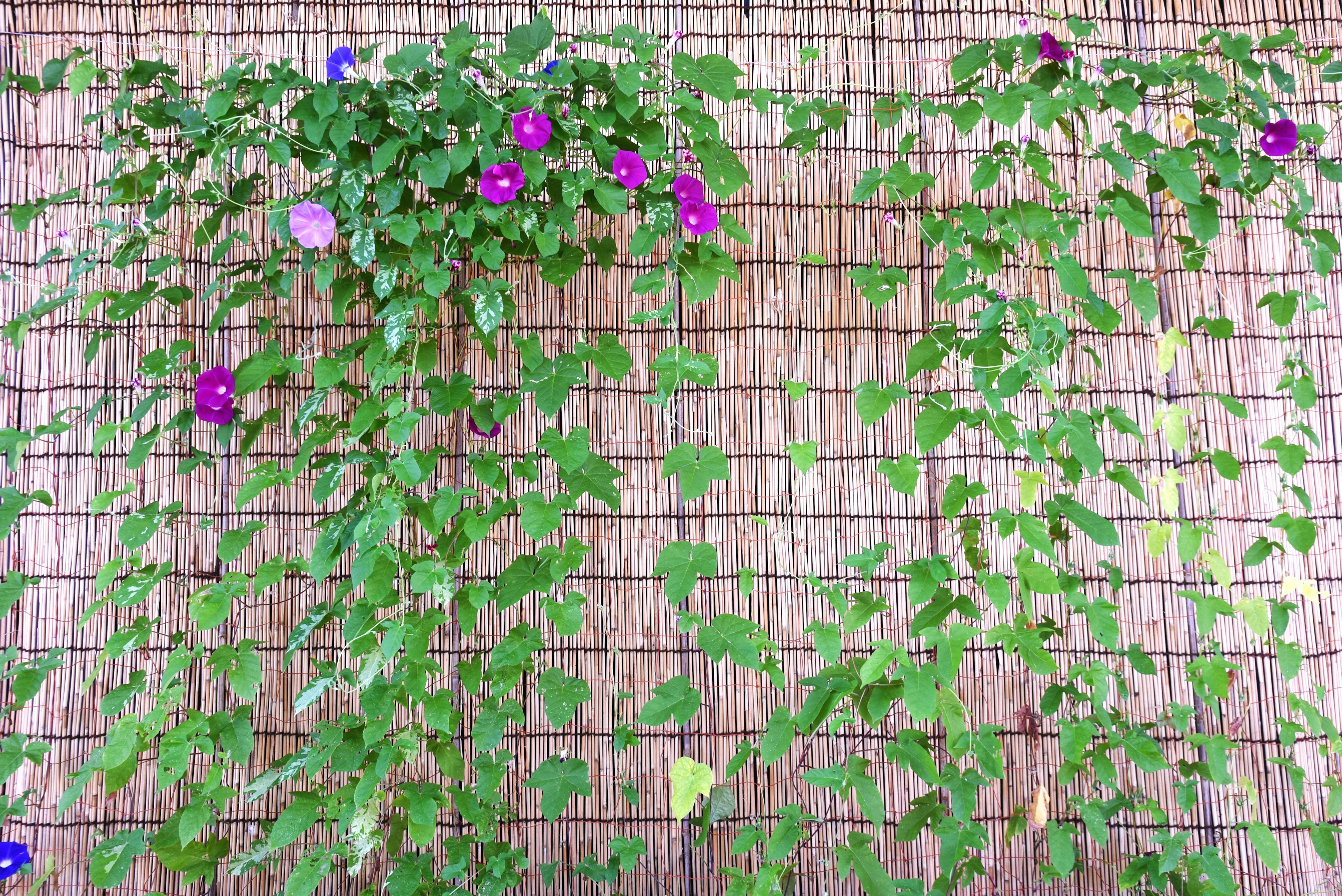 緑のつる植物と紫色の花が壁に絡まっている