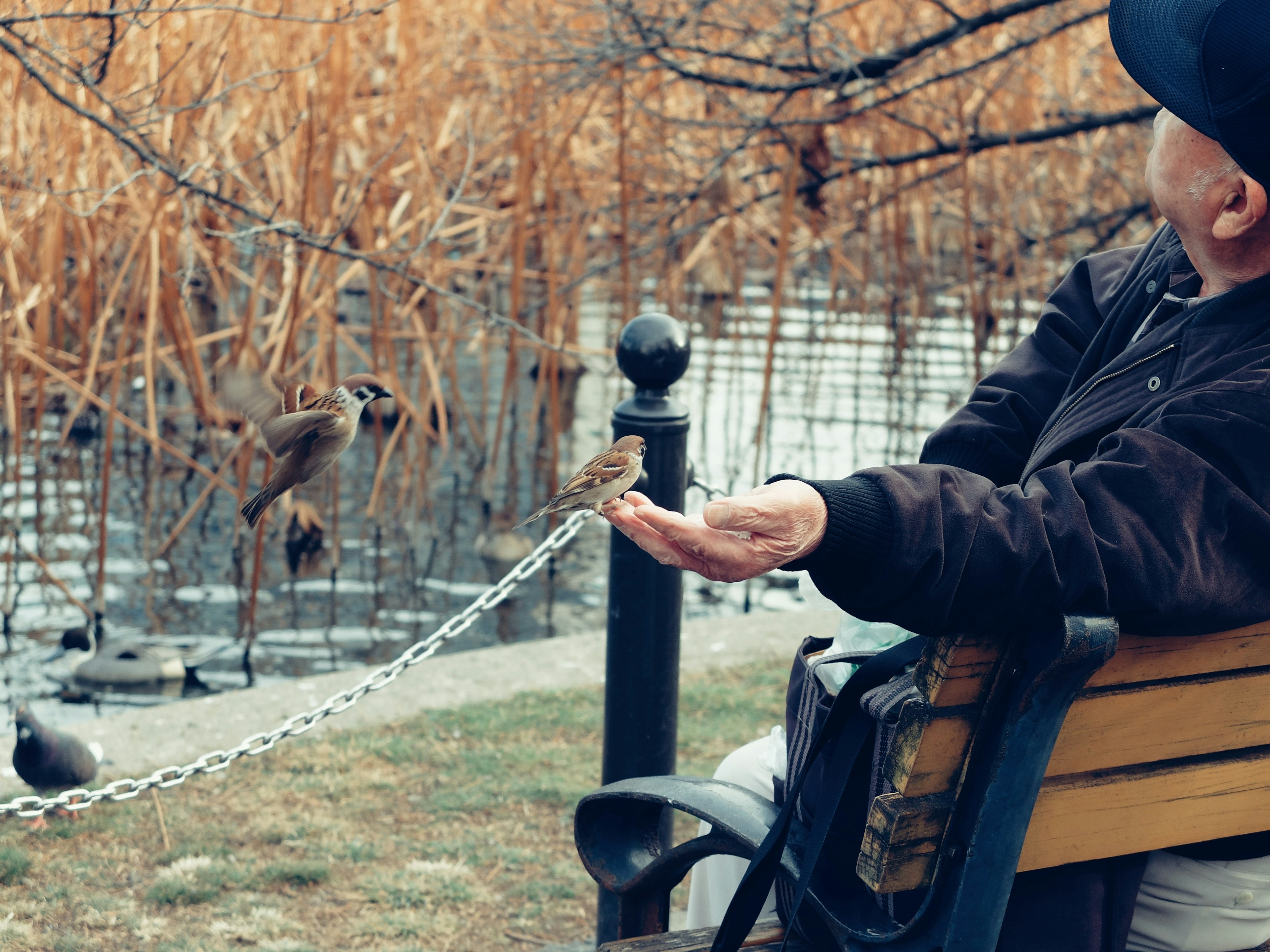 A man sitting on a park bench feeding a small bird