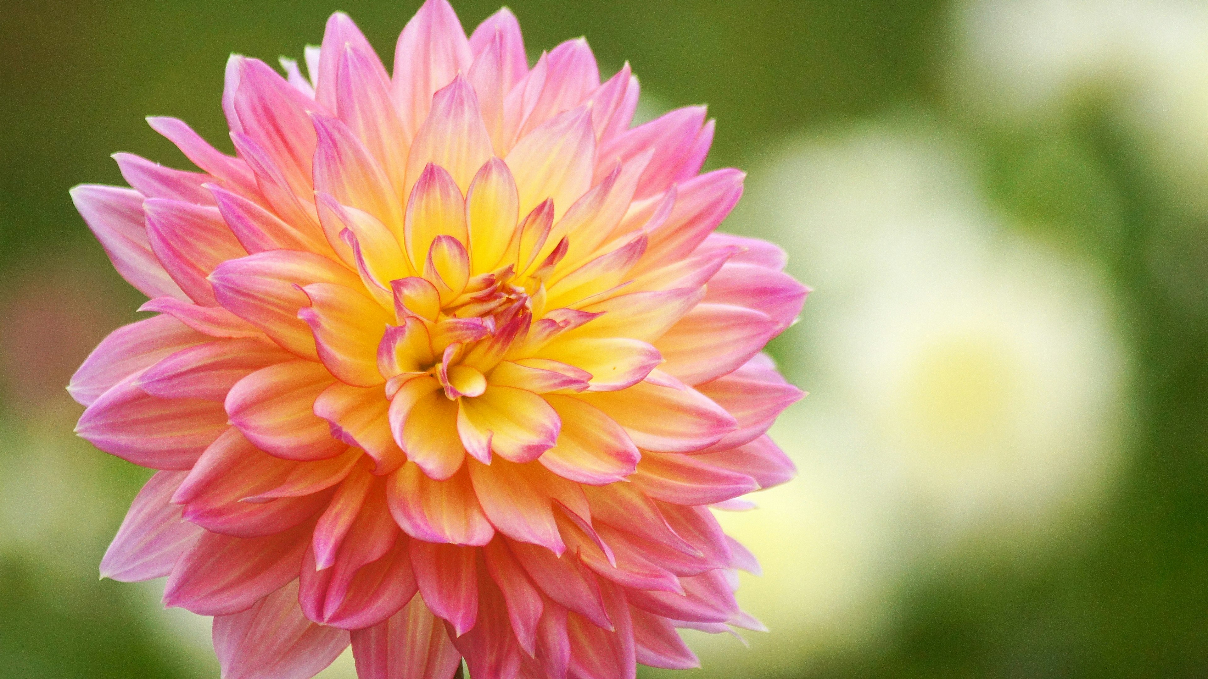 Gros plan d'une belle fleur de dahlias rose et jaune