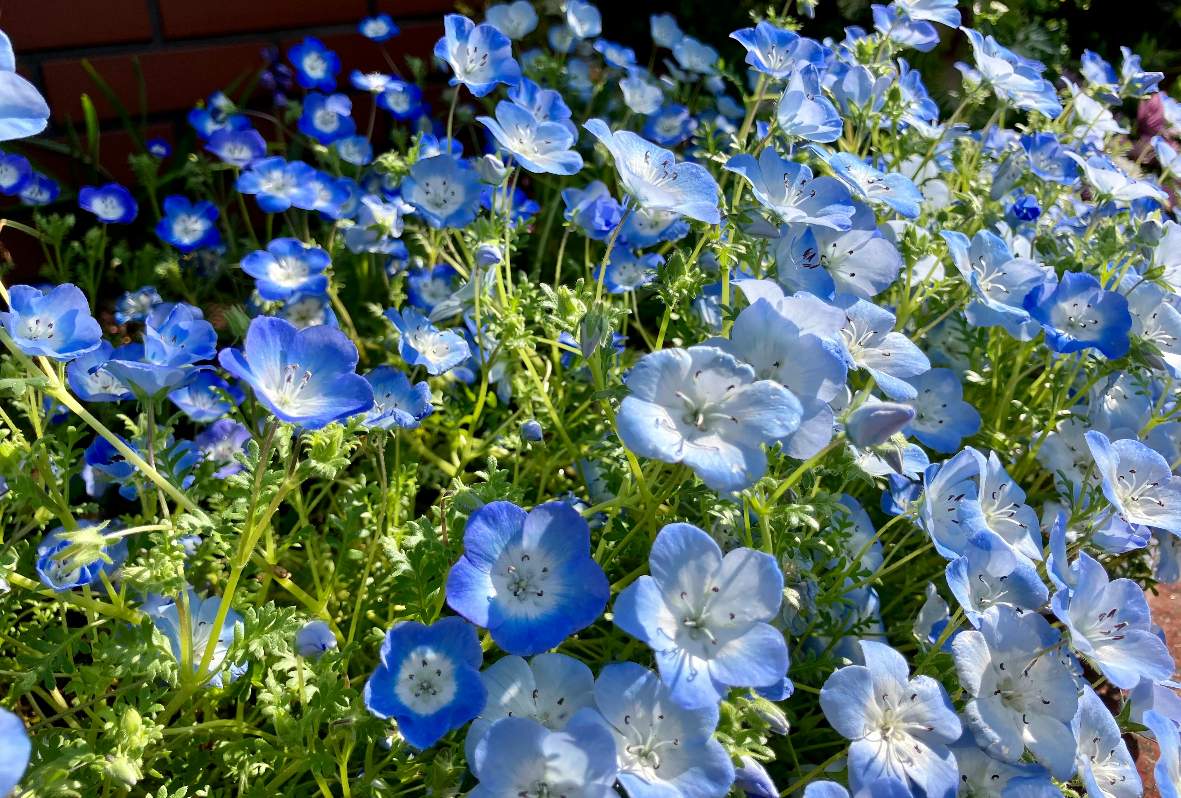 Hermosa escena de jardín con flores azules en flor