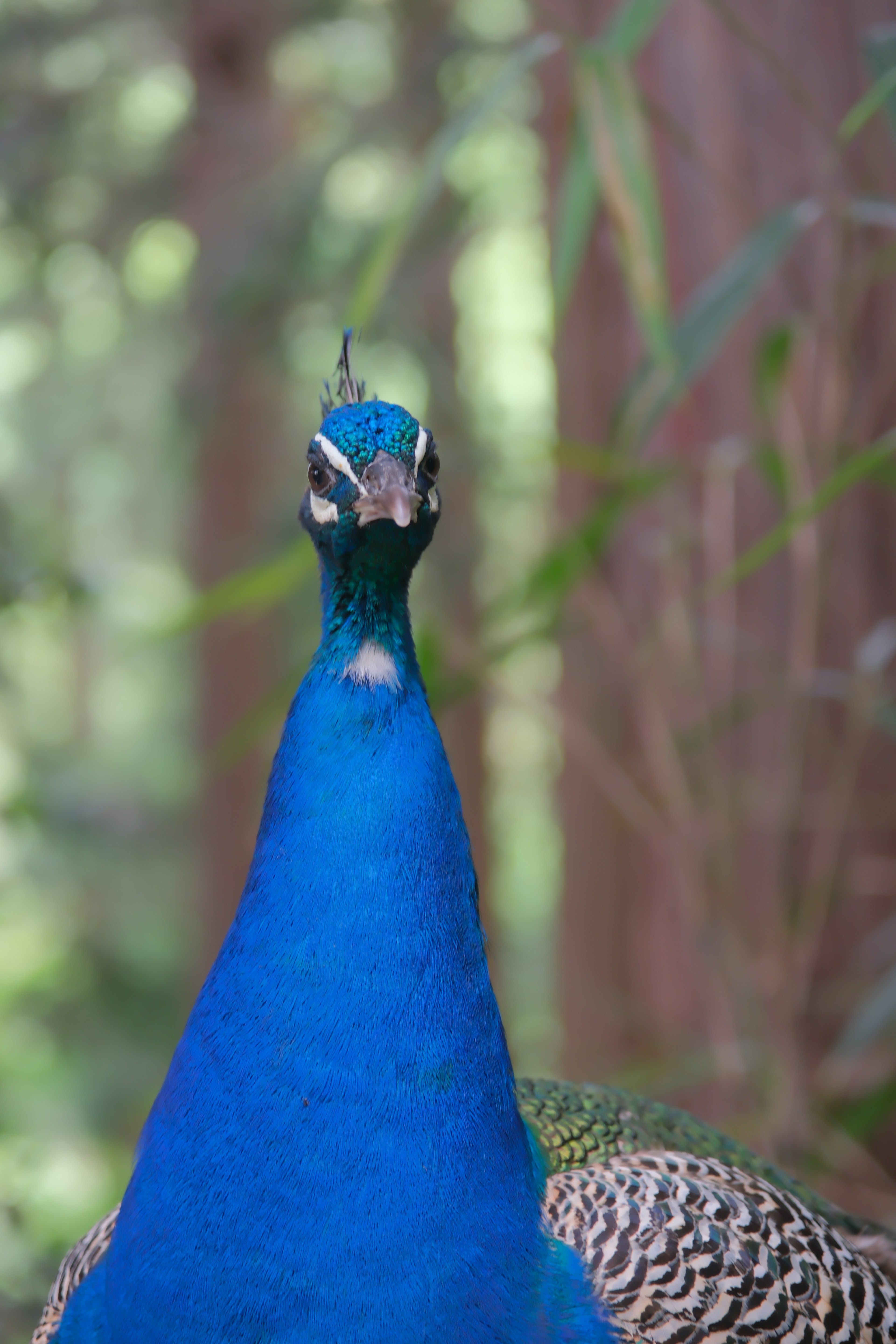 Primo piano della testa di un pavone blu su uno sfondo verde