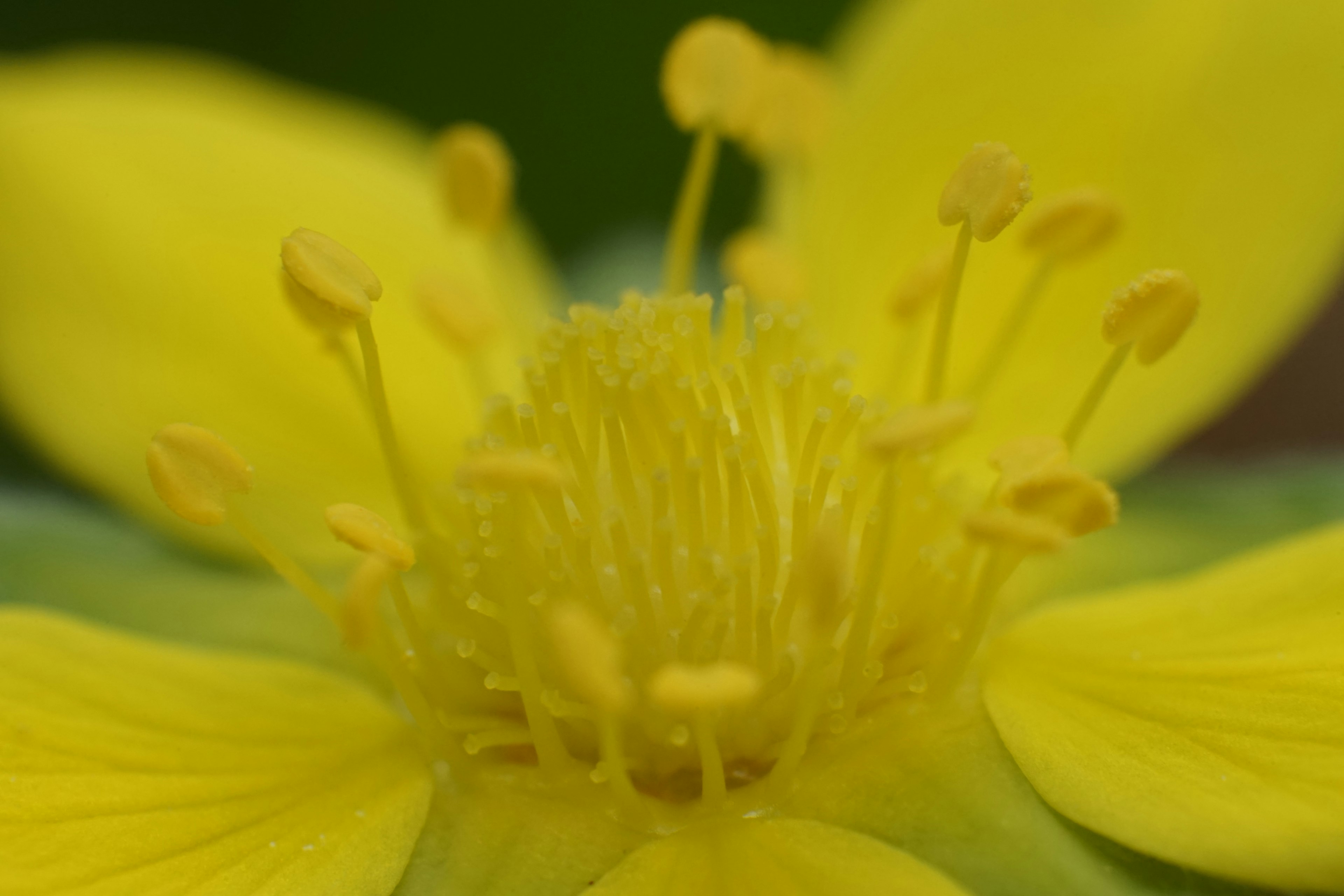 Acercamiento de una flor amarilla vibrante mostrando estambres y pistilo