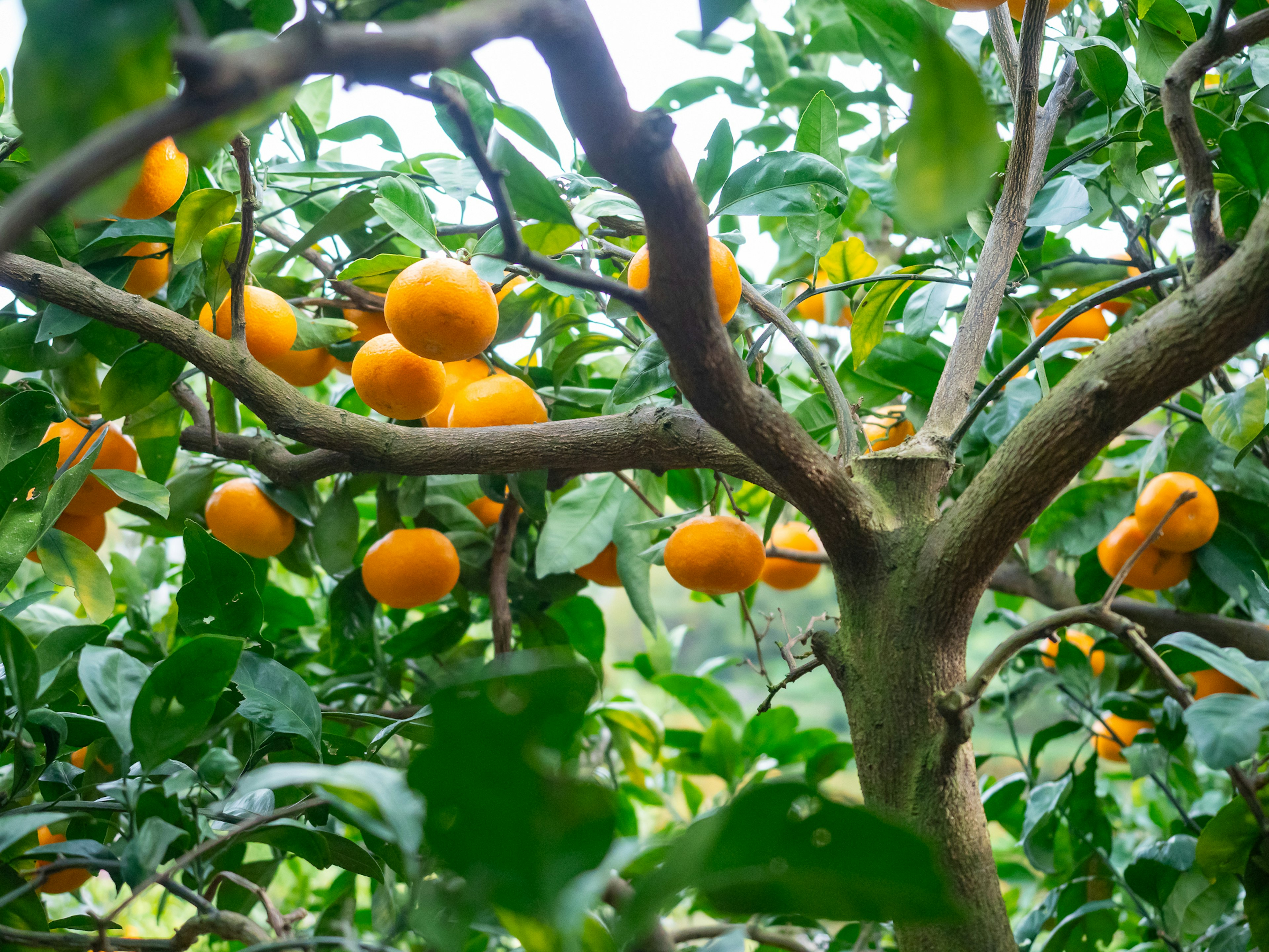 Orangefrüchte hängen an einem Orangenbaum umgeben von grünen Blättern