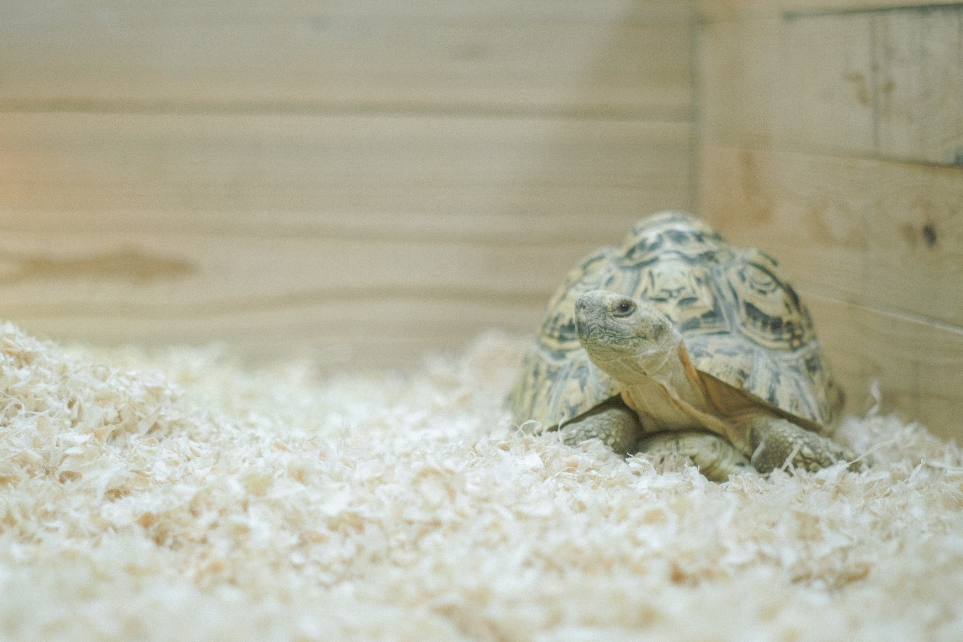 Una tortuga descansando sobre un lecho suave dentro de un recinto de madera