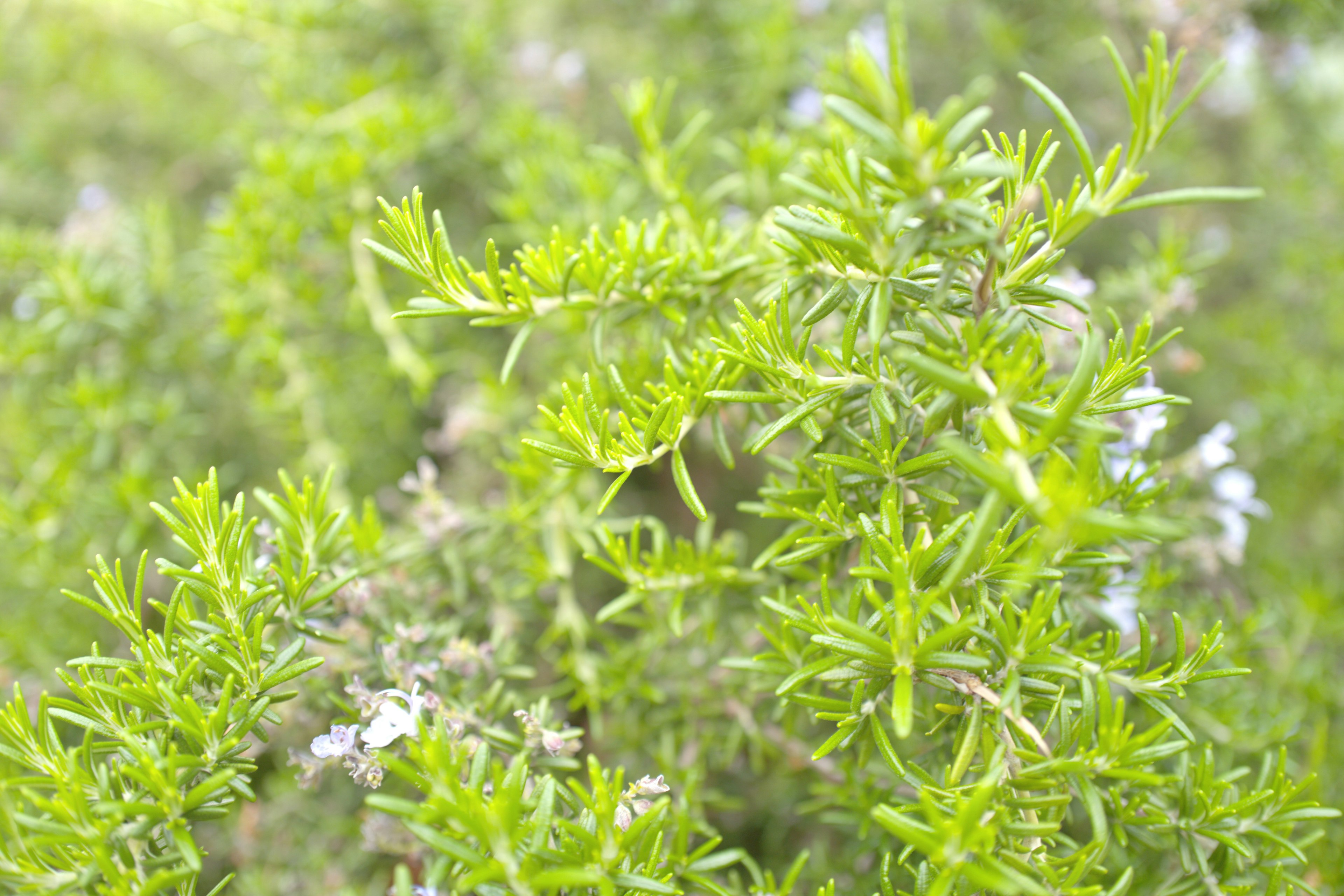 Close-up daun rosemary hijau dengan bunga kecil