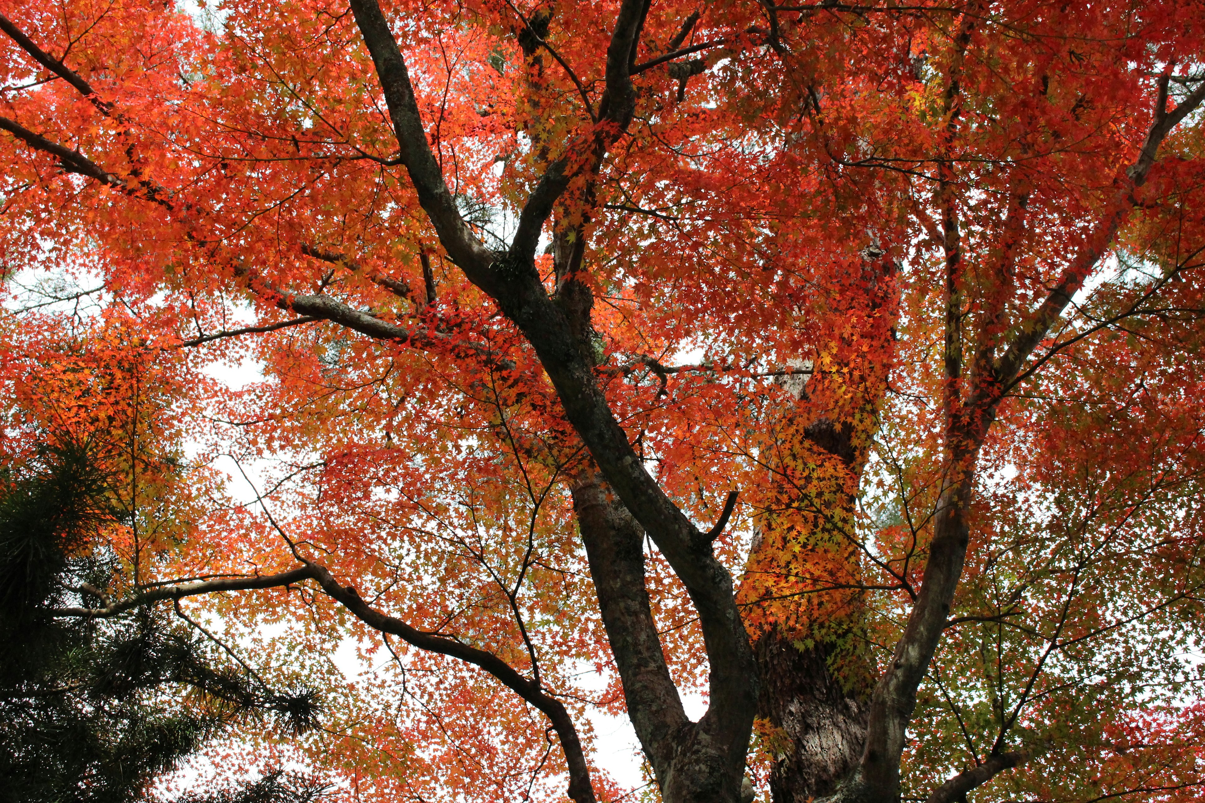 Imagen de un árbol con hojas rojas vibrantes