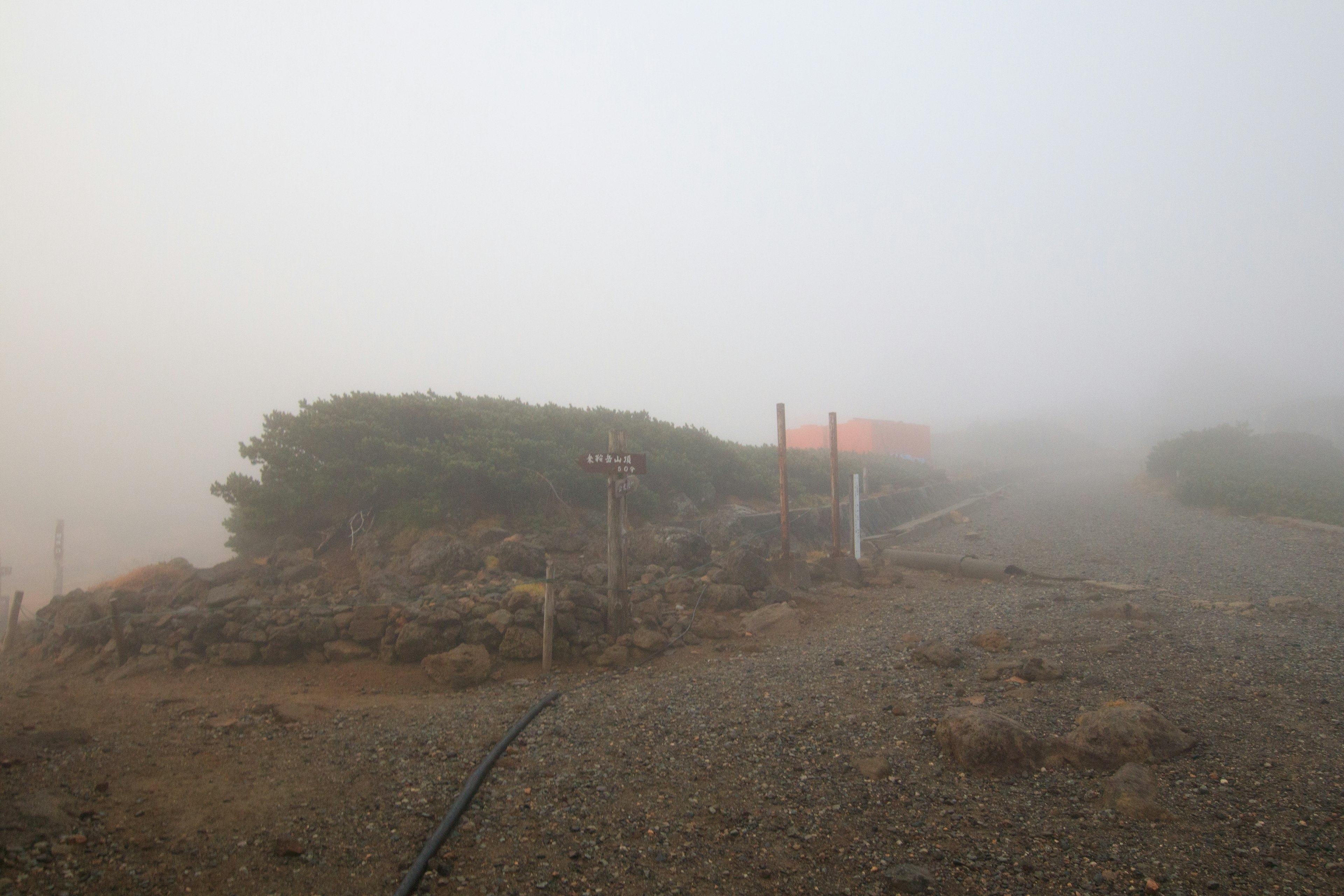 Foggy landscape featuring a small bush and an orange tent