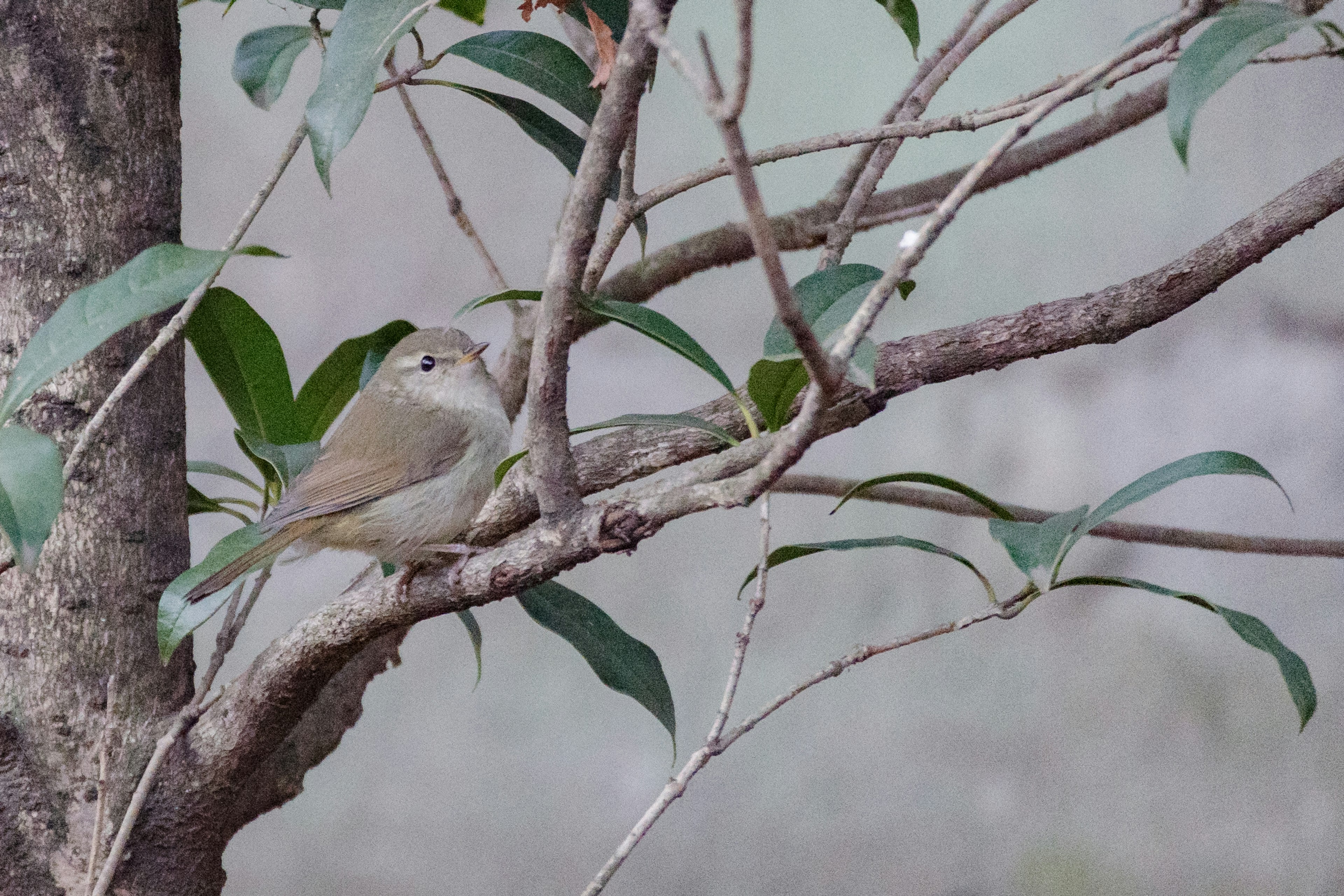 Un piccolo uccello appollaiato su un ramo d'albero circondato da foglie verdi