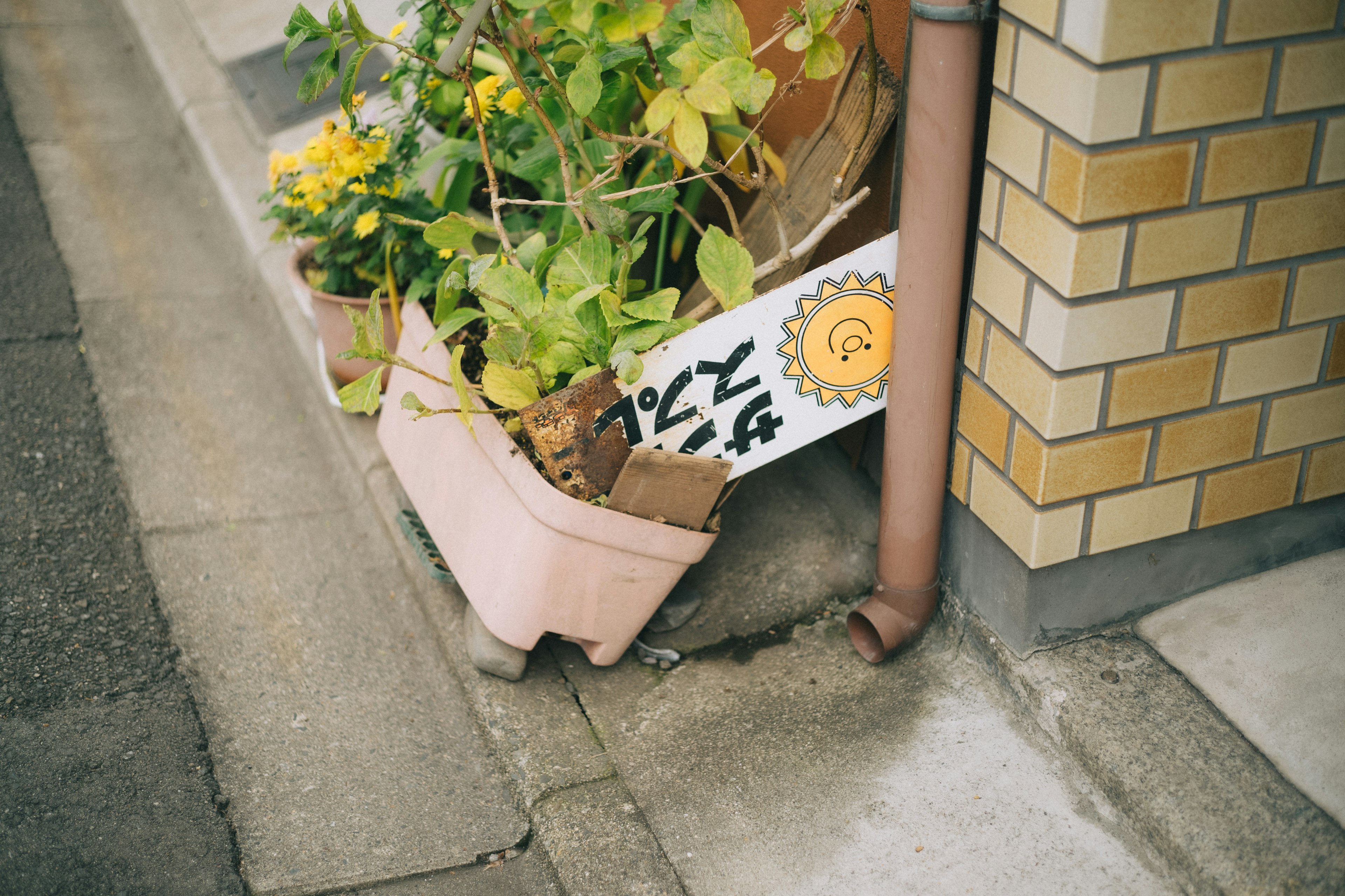 Pink planter with blooming flowers next to a brick wall