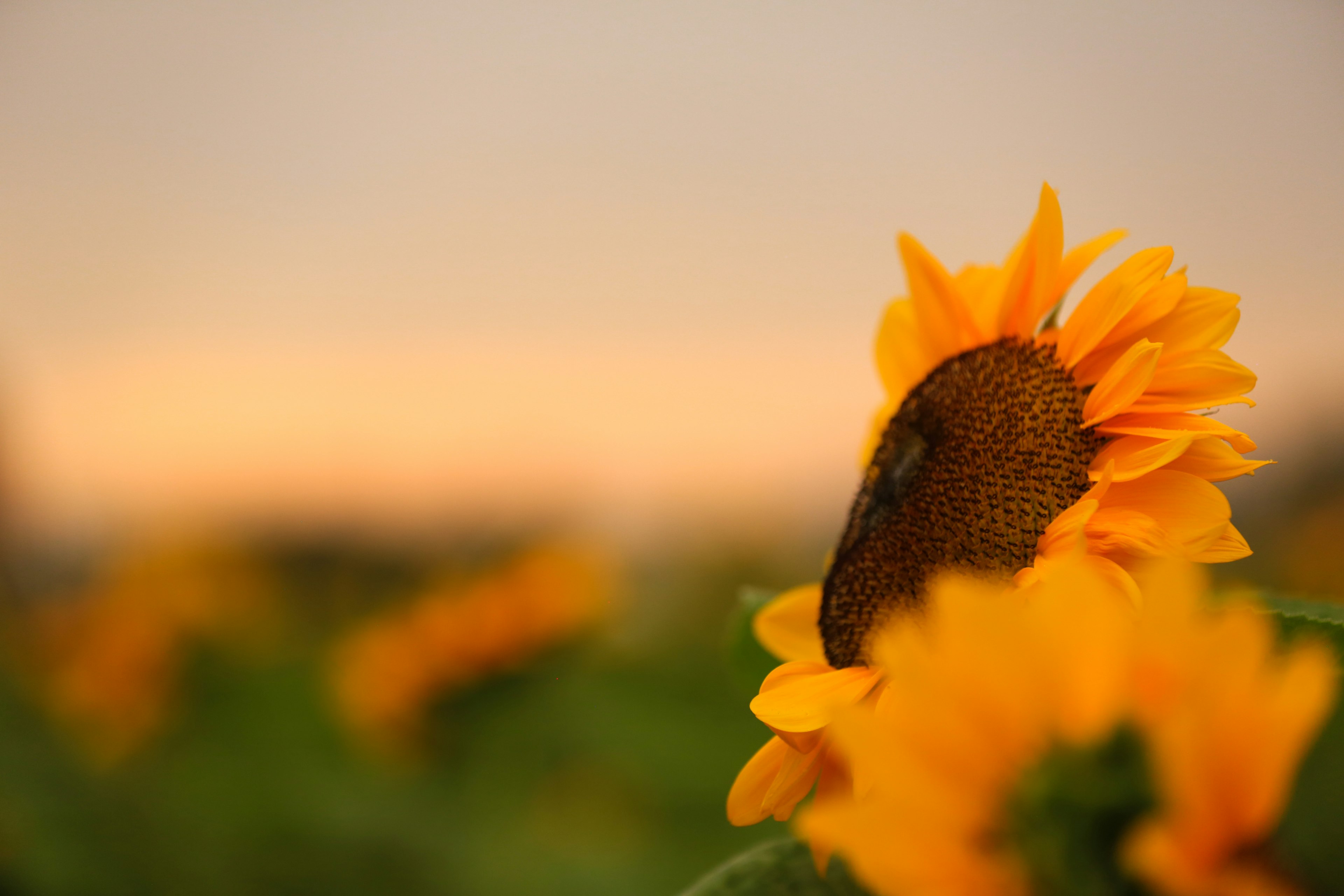 Gros plan d'un tournesol sur fond de coucher de soleil