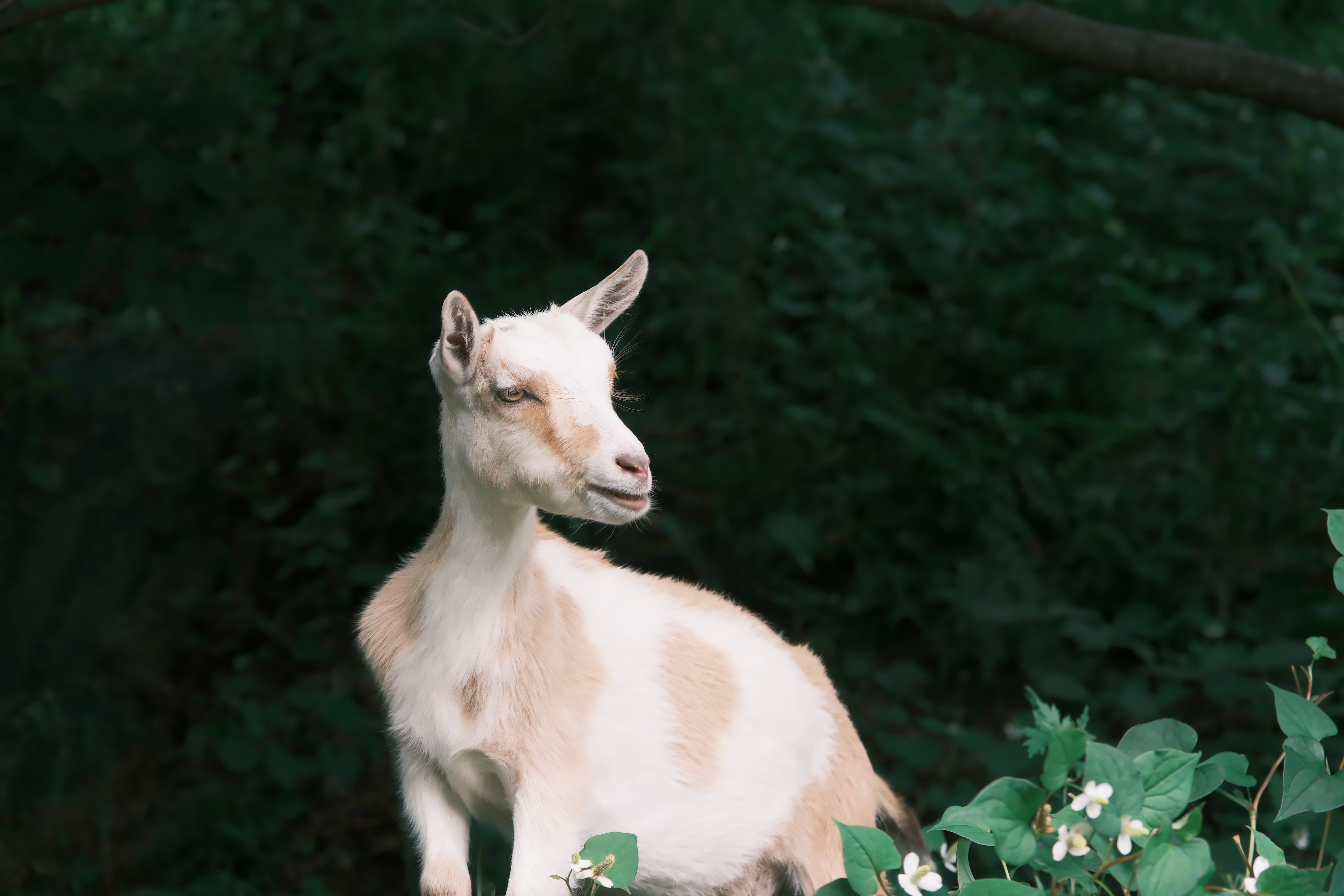 Kambing putih muda berdiri di latar belakang hijau