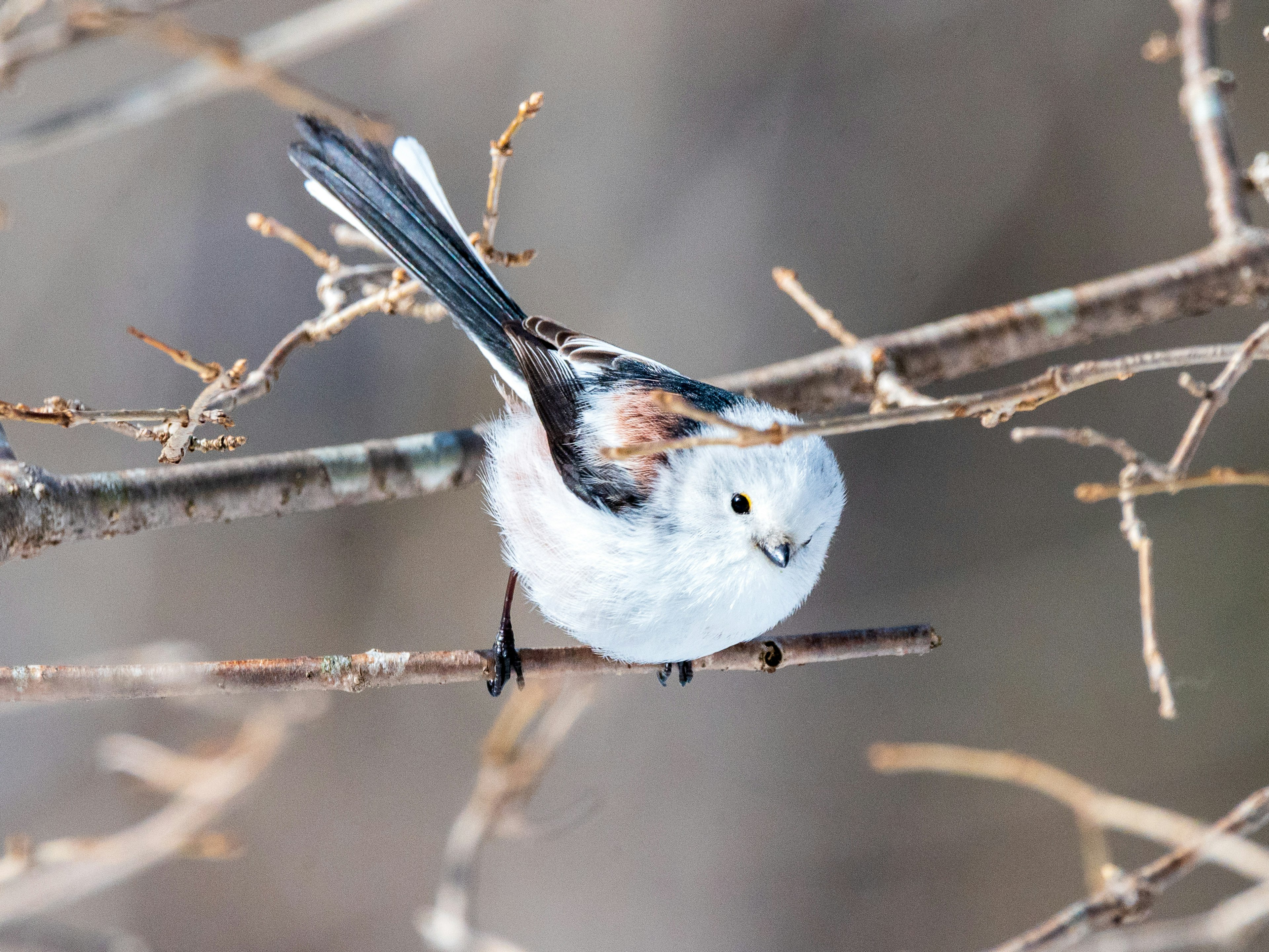 雪の中で枝に止まる小さな鳥のクローズアップ