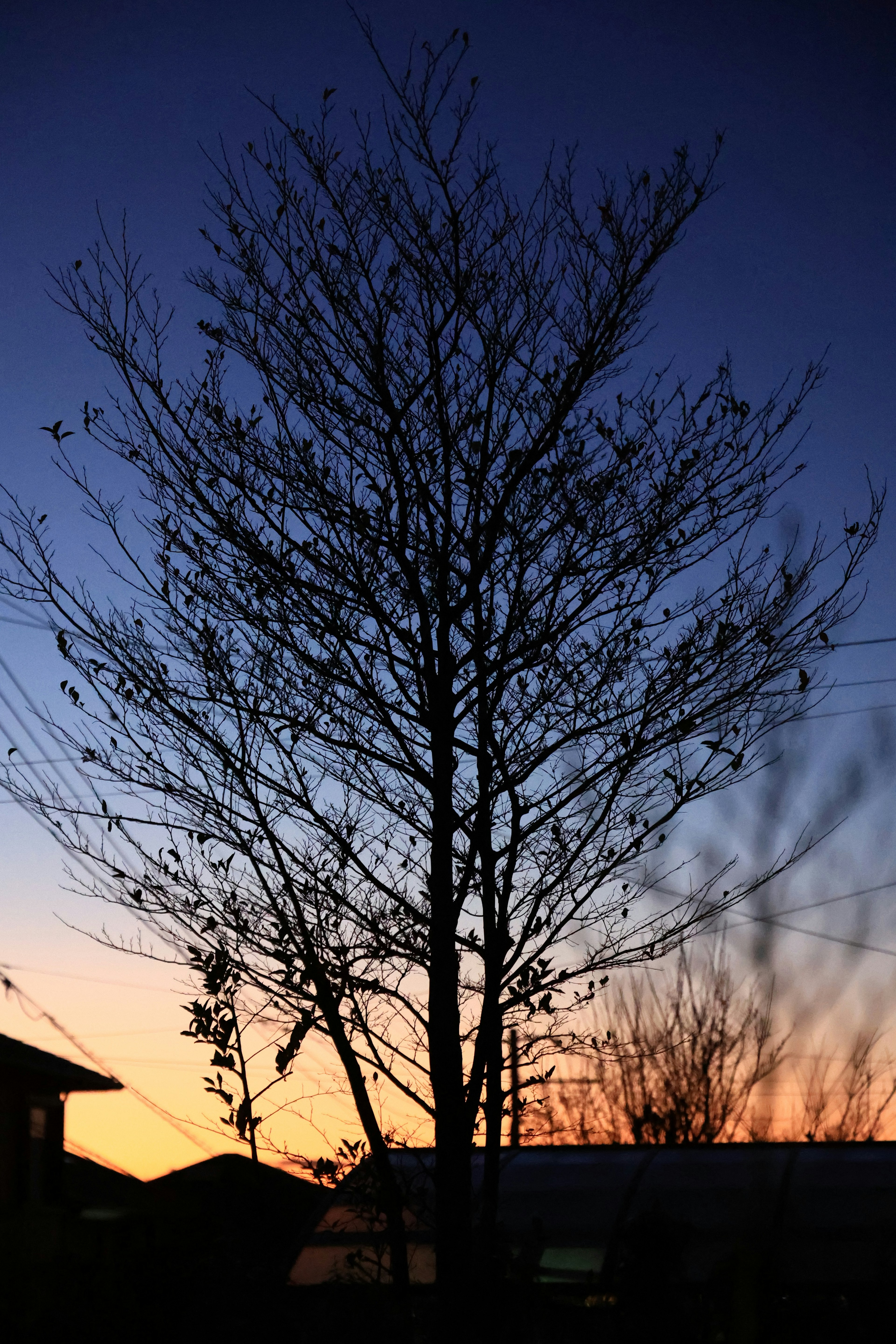 Silhouette of a tree against a twilight sky with a house