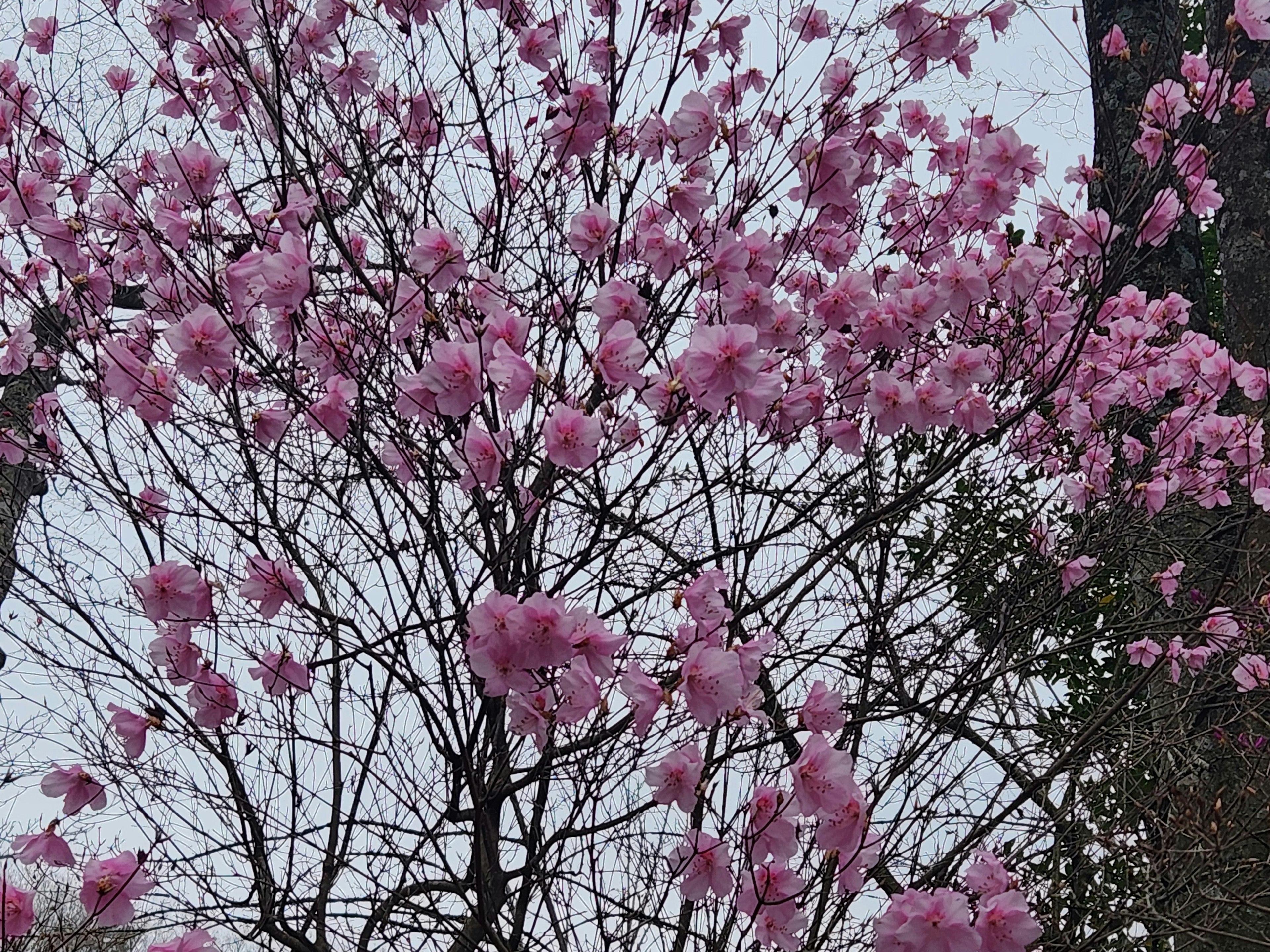 Photo of tree branches with light pink flowers