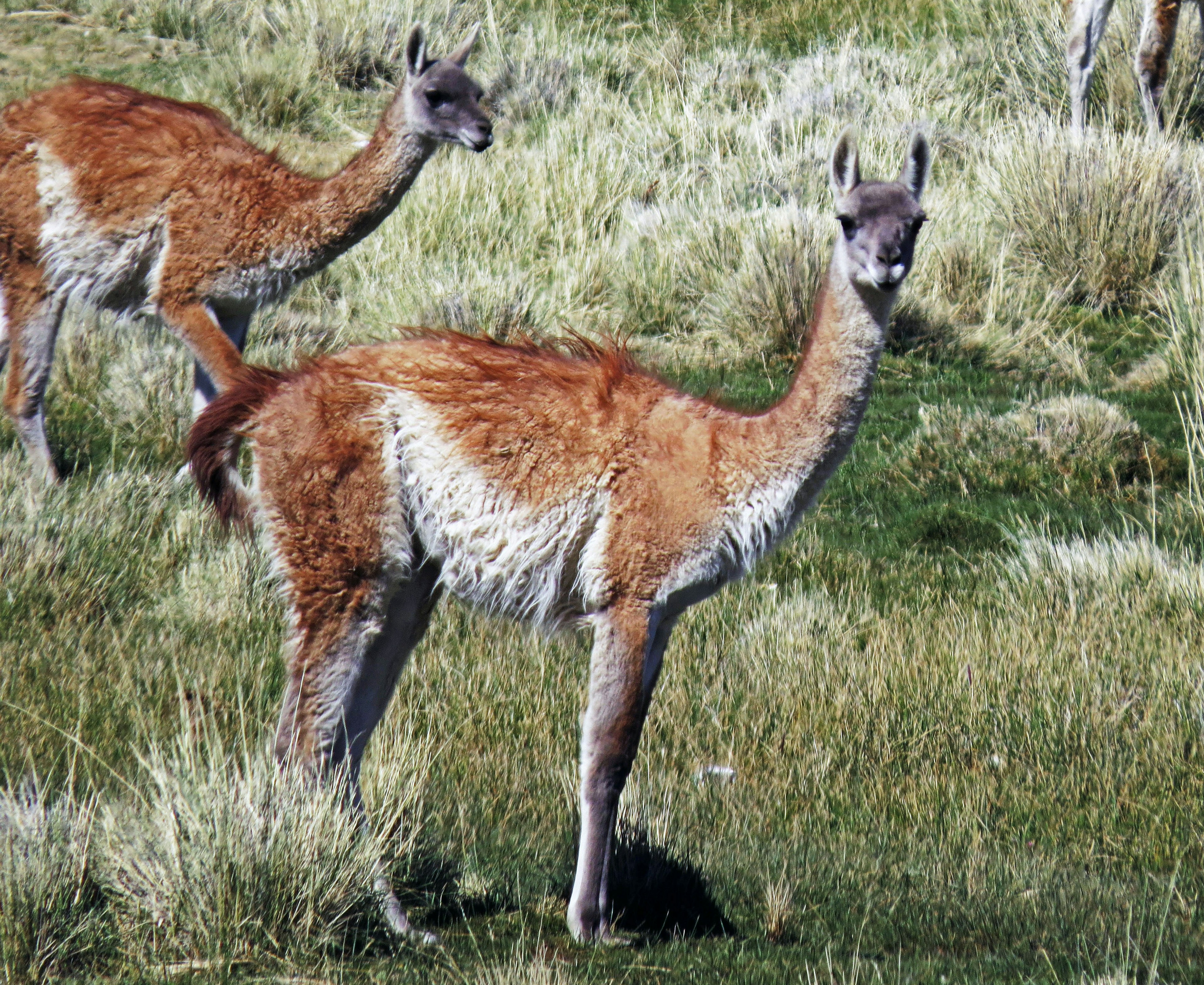 Mehrere Guanacos stehen auf einem grasbewachsenen Feld