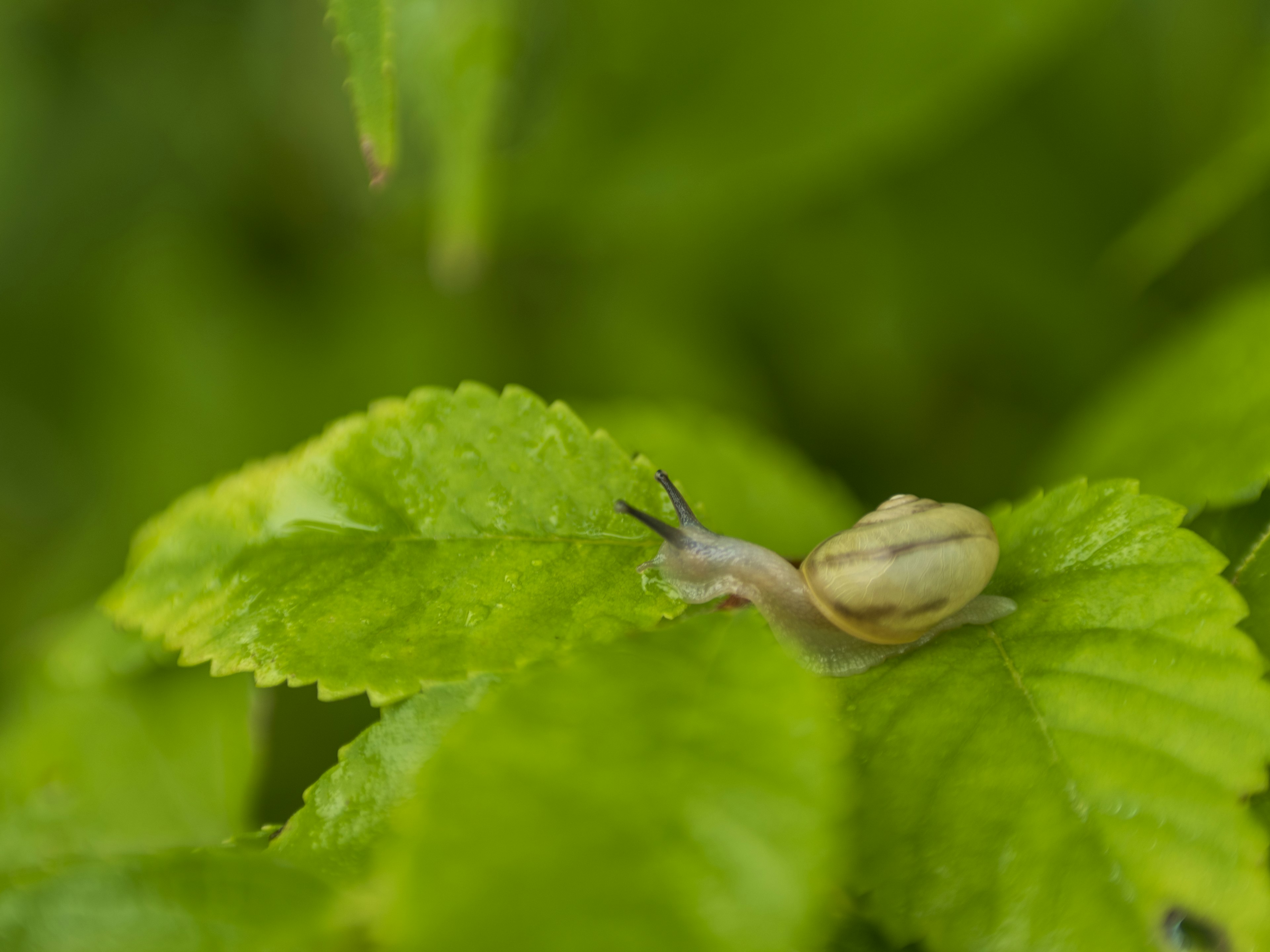 Una piccola lumaca su foglie verdi vivaci