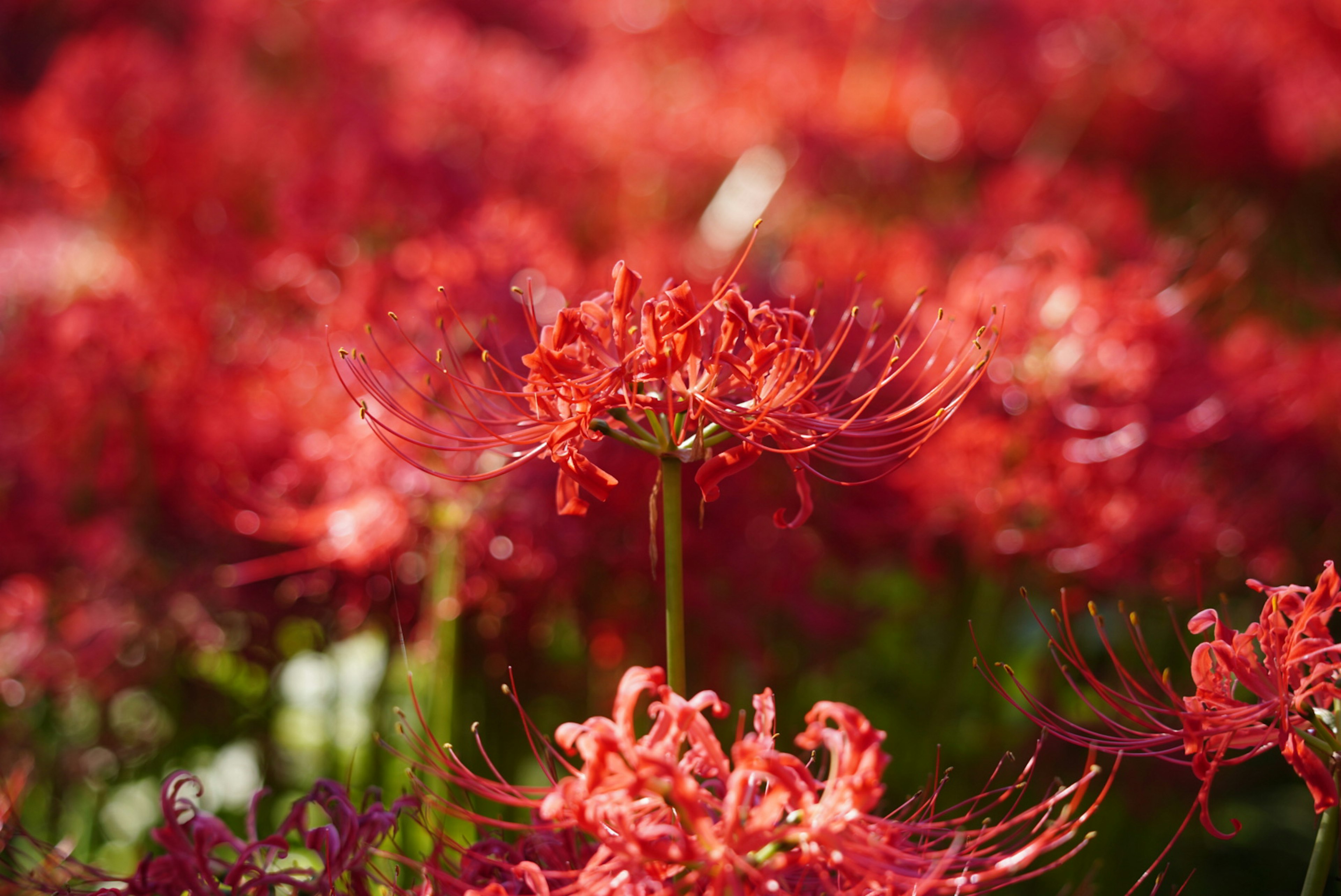 Vibrant red spider lilies blooming in a field