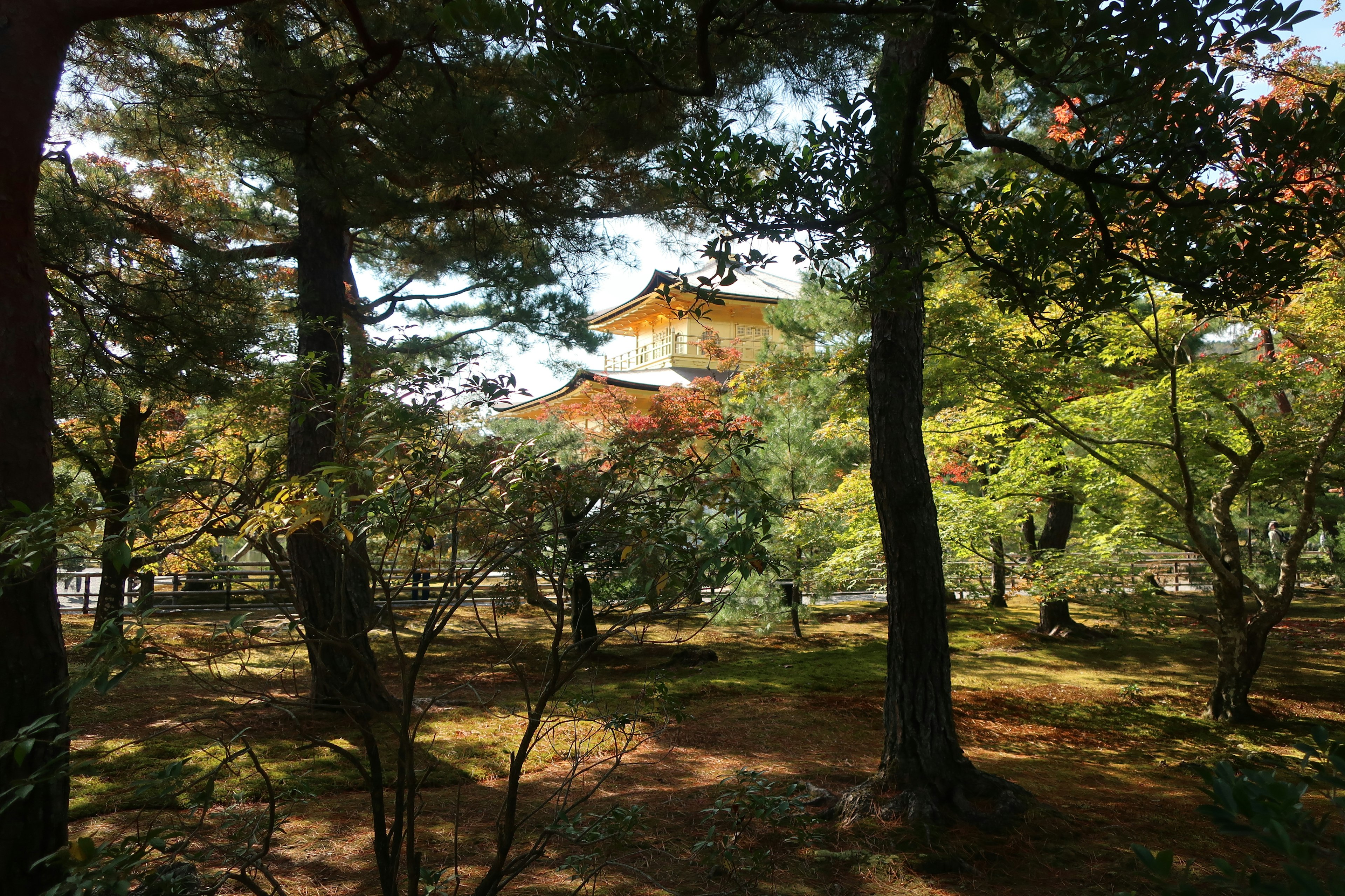 Schöner Blick auf den Kinkaku-ji, umgeben von grünen Bäumen