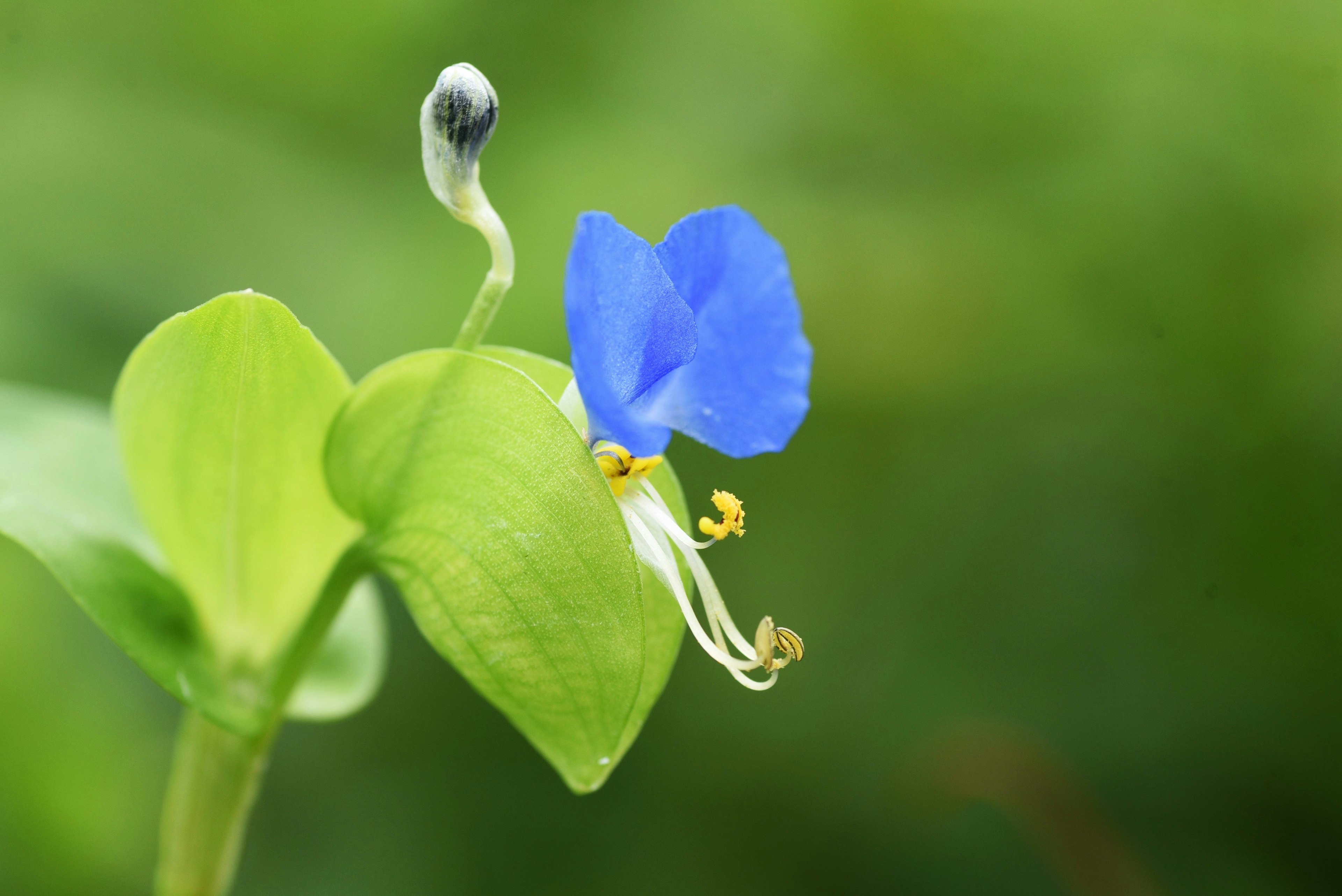 Primo piano di una pianta con un fiore blu e foglie verdi