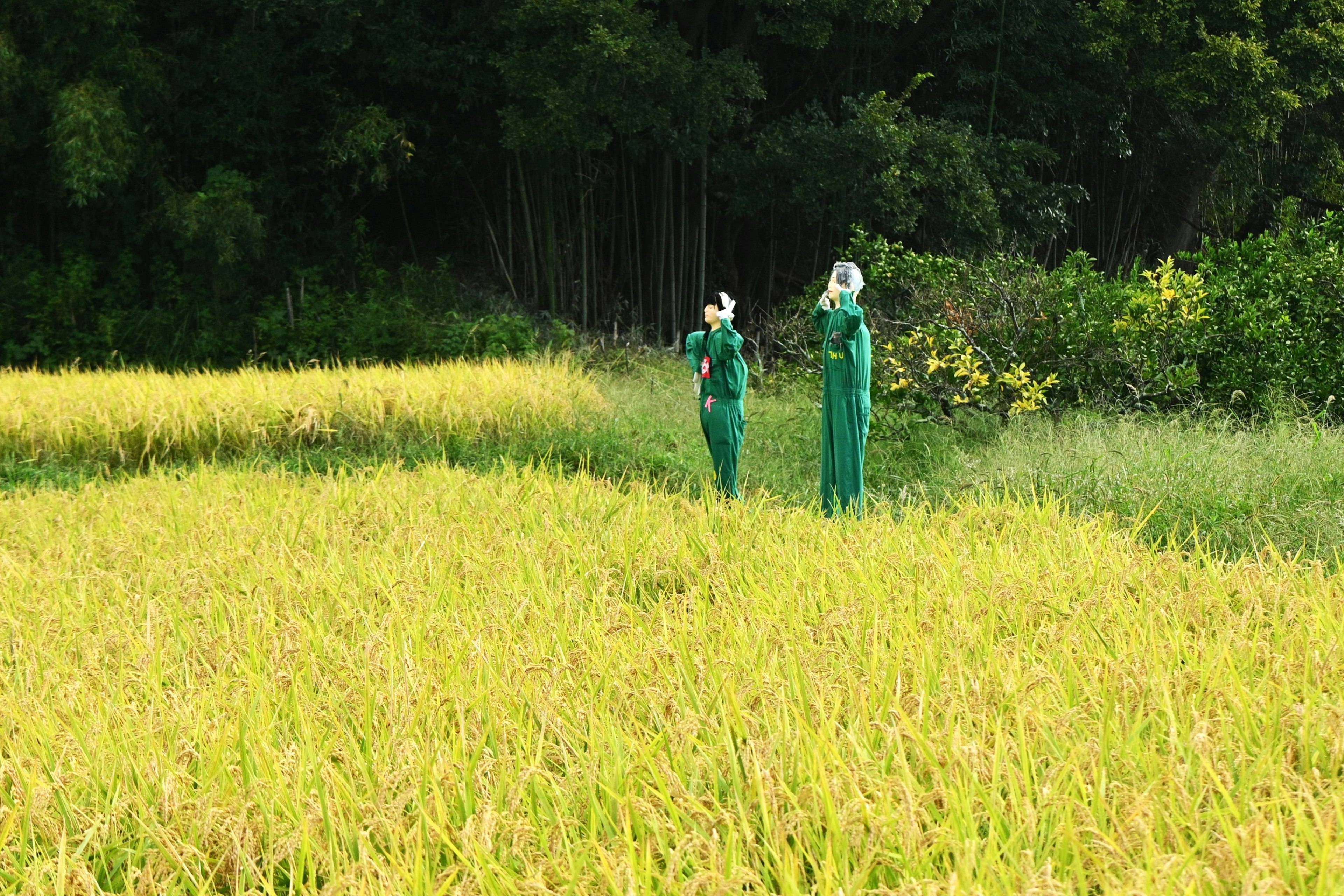 Two agricultural workers in green uniforms standing in a field of golden rice