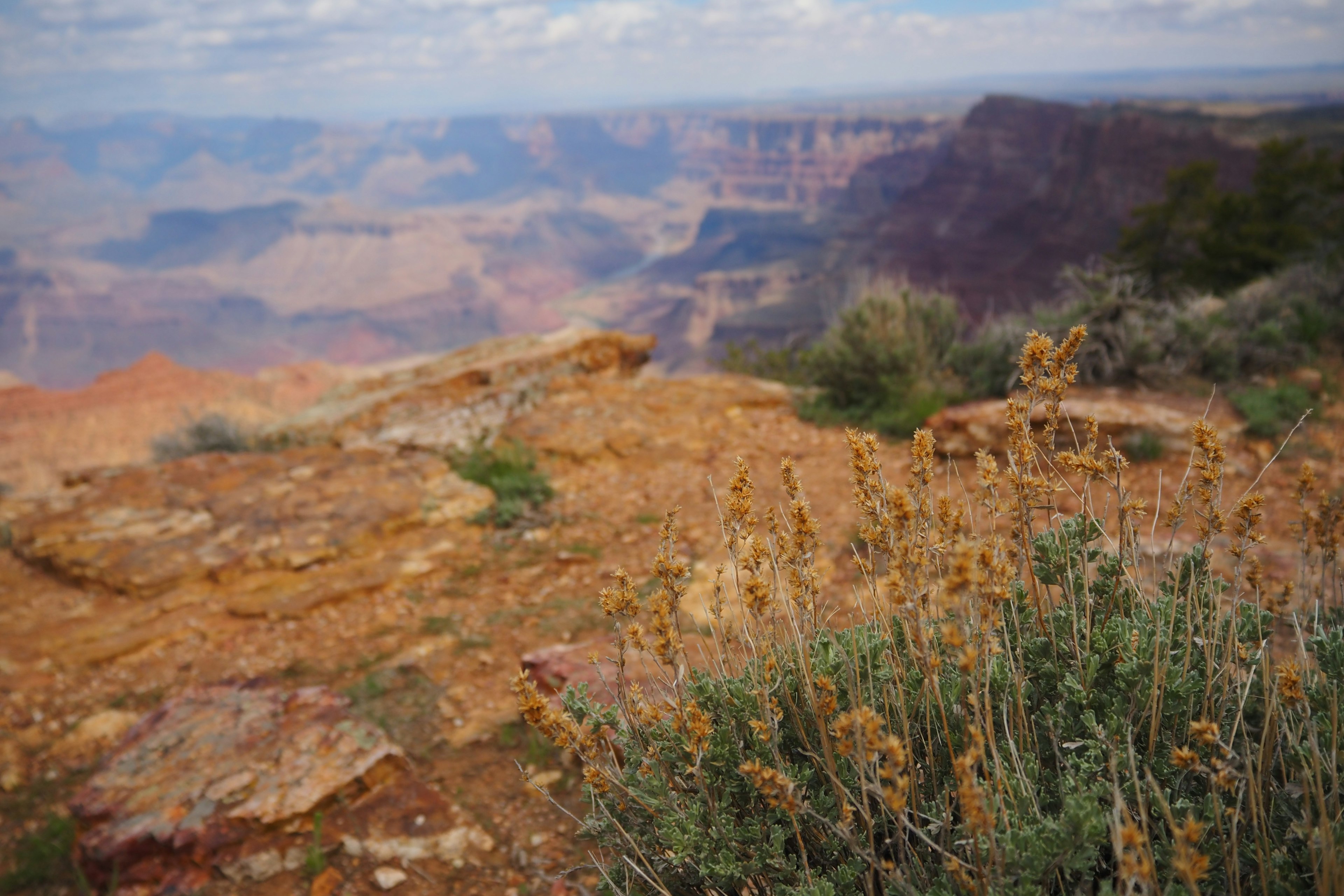 Vista del Grand Canyon con terreno roccioso e vegetazione