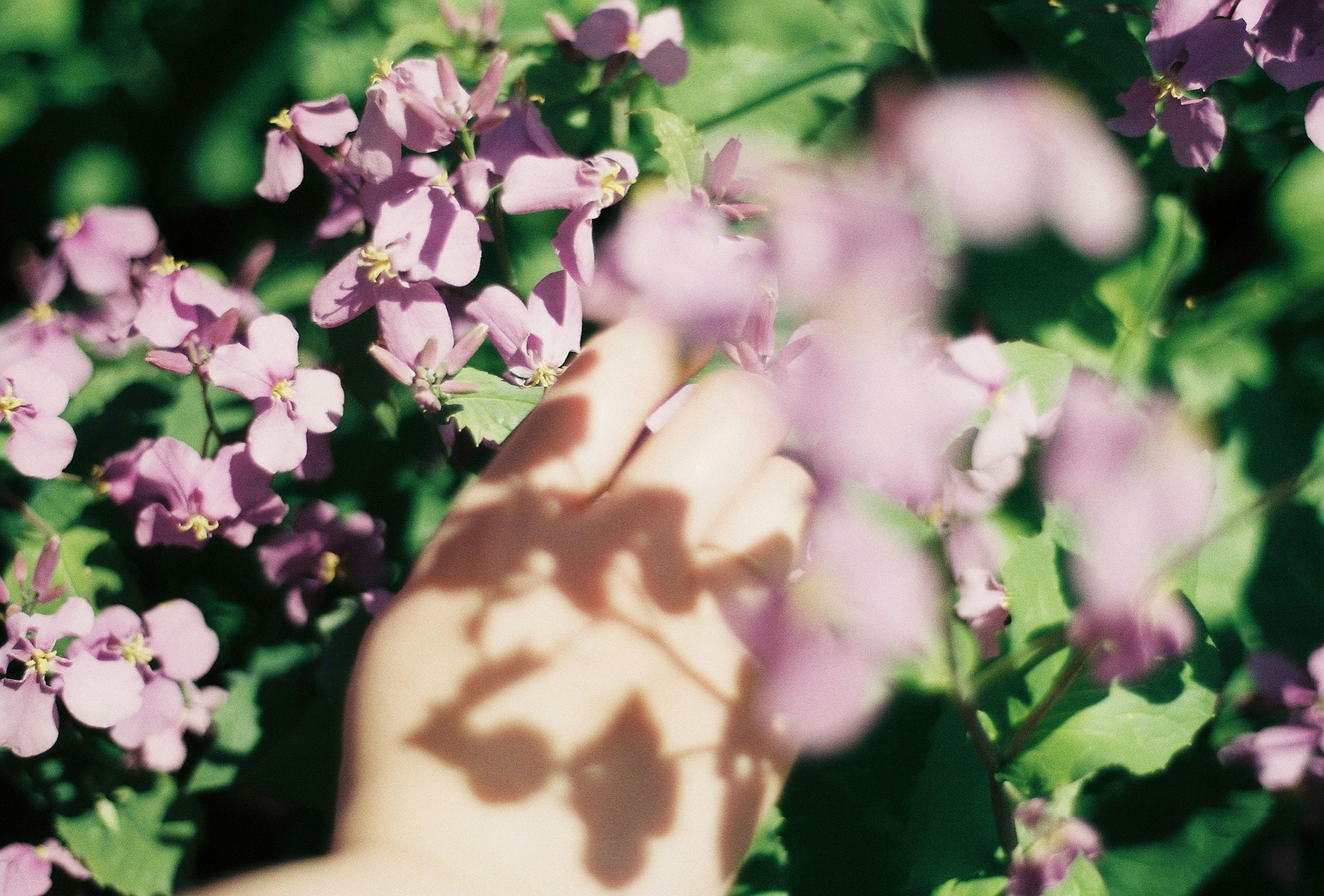 Una mano alcanzando flores moradas en un jardín