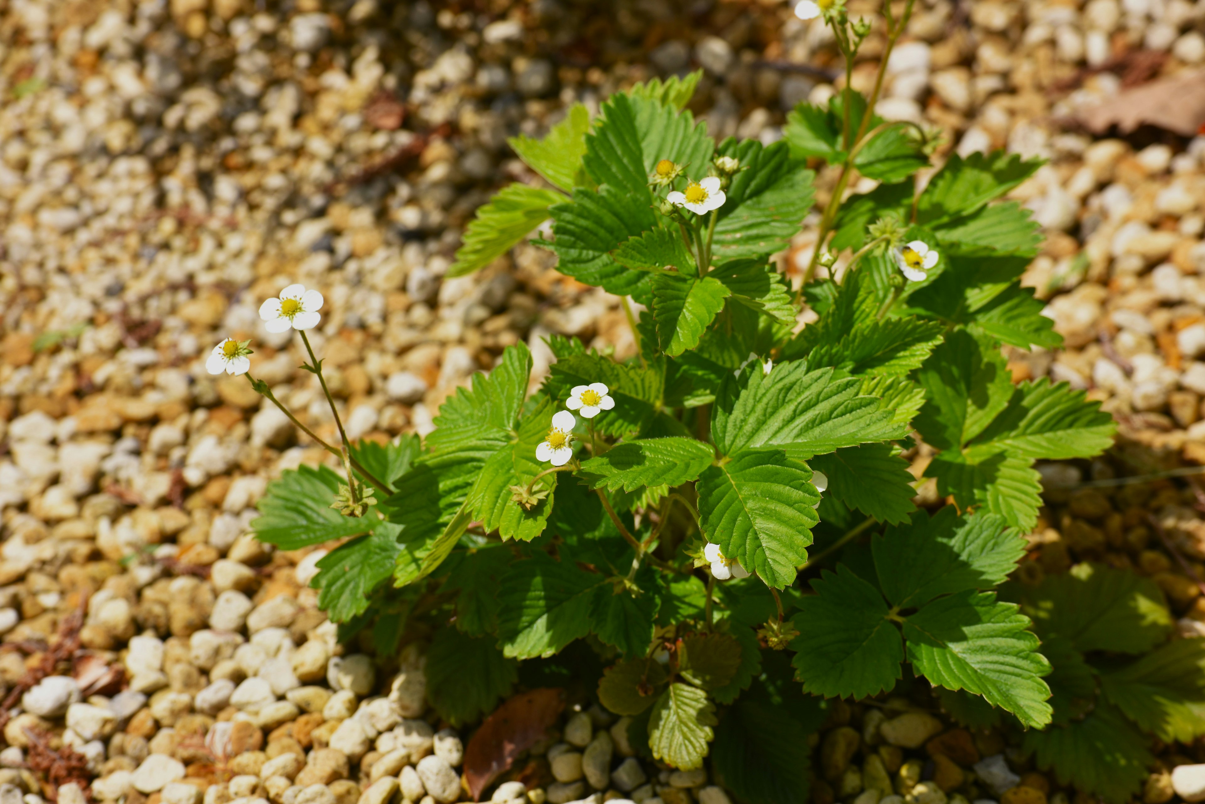 砂利の上に生える小さな白い花を持つ緑の植物