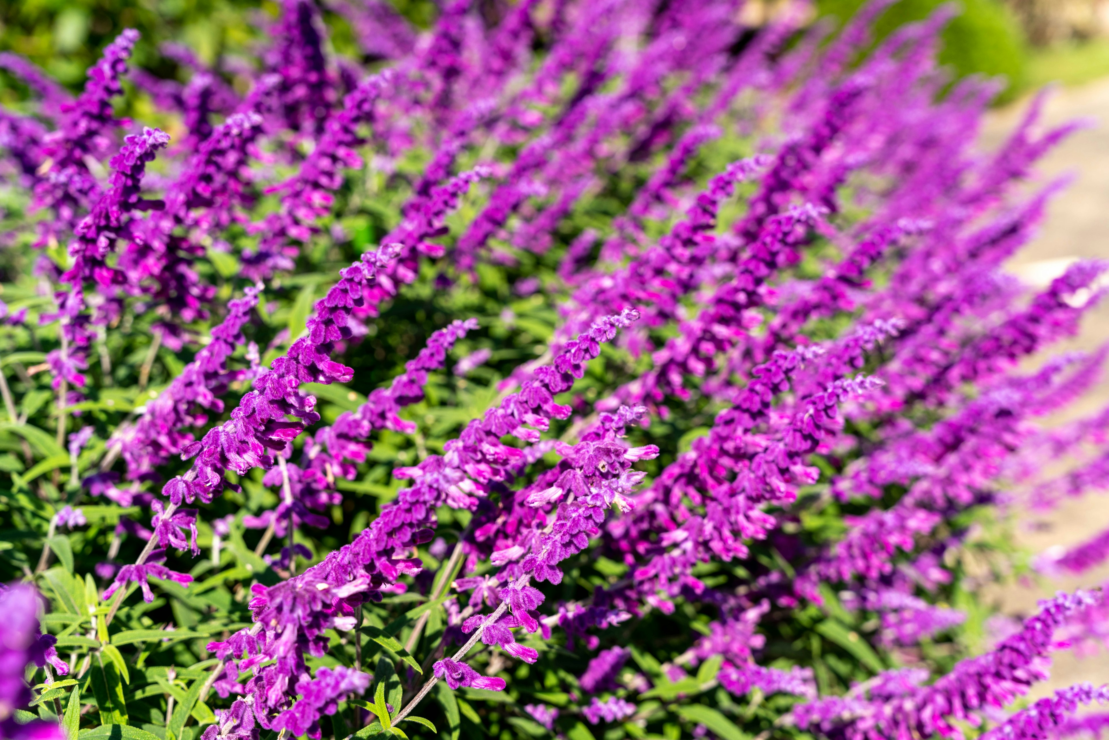 Nahaufnahme einer Pflanze mit blühenden lila Blumen