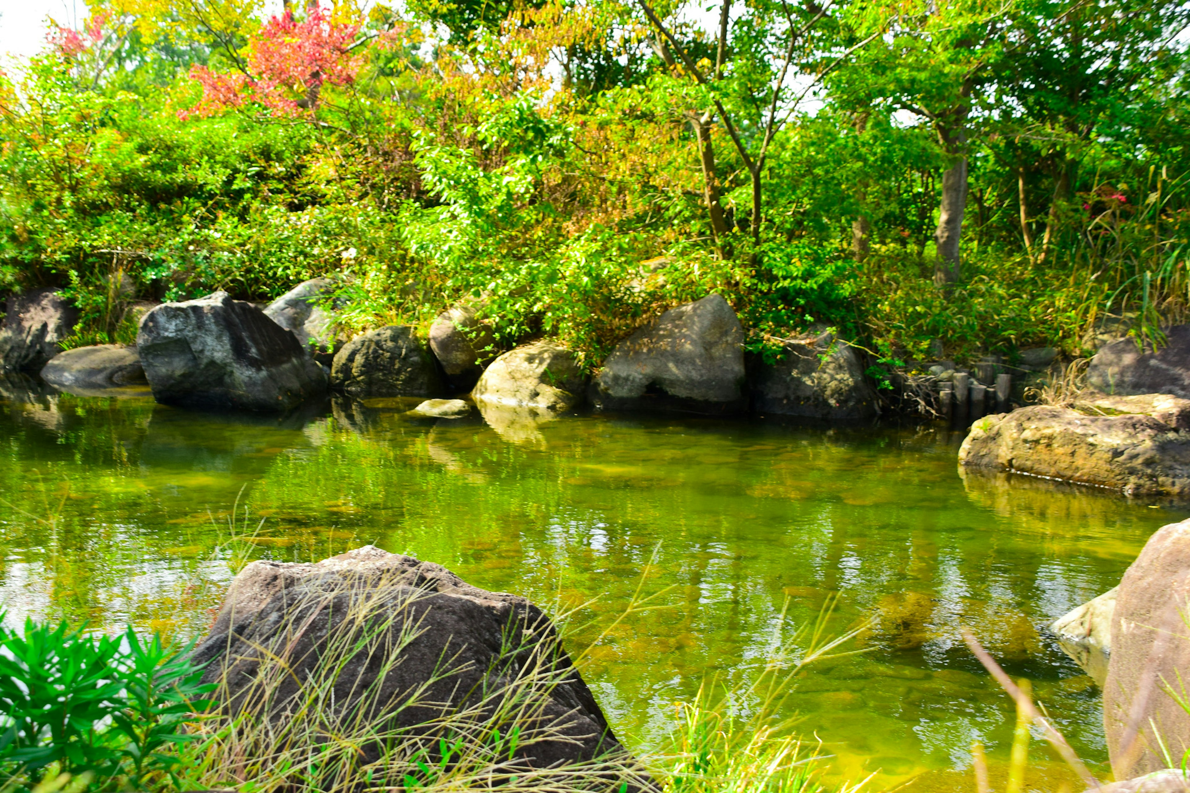 綠意盎然的自然景觀，池塘和岩石