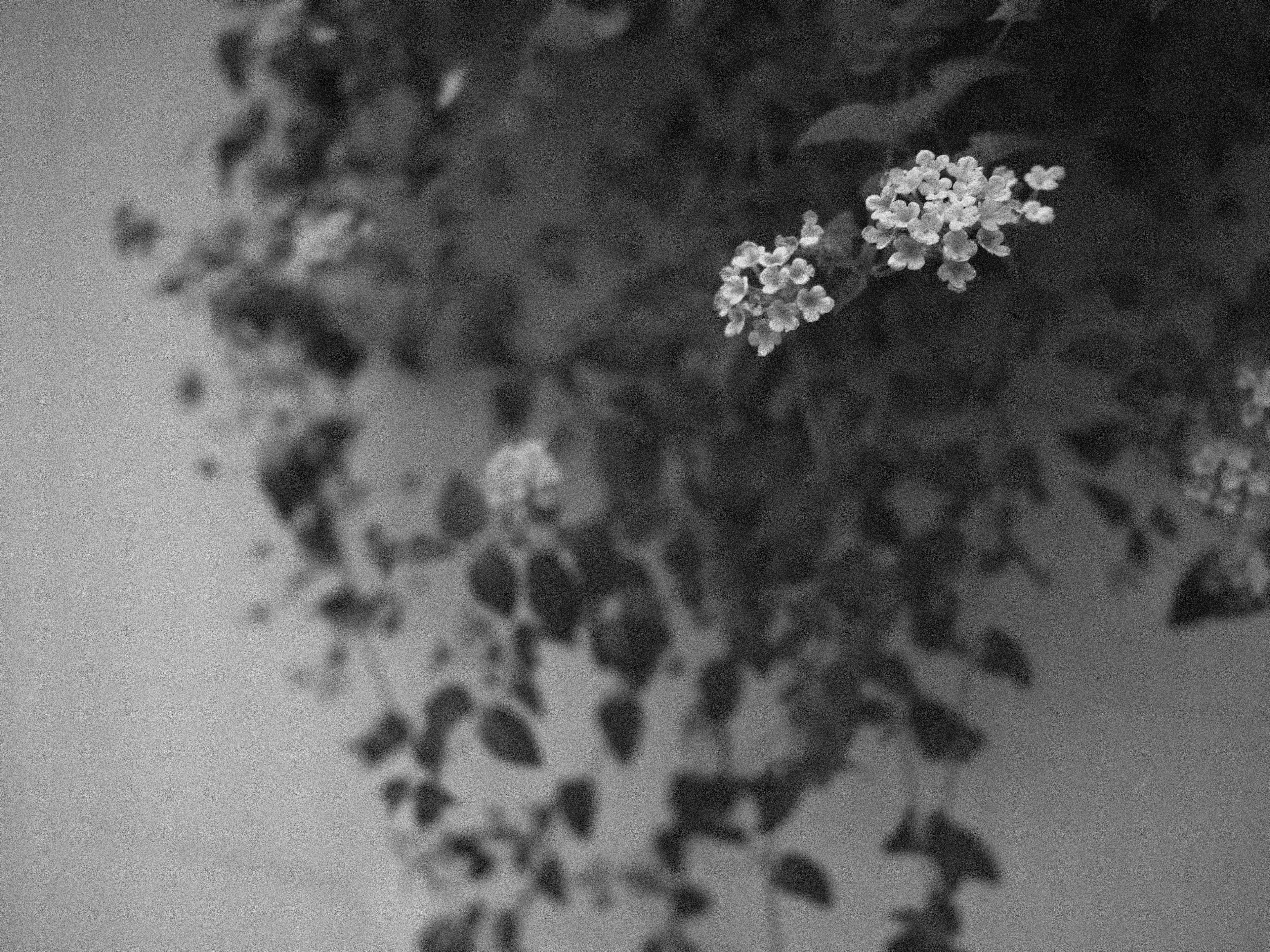 Black and white image of flowers and leaves intertwined