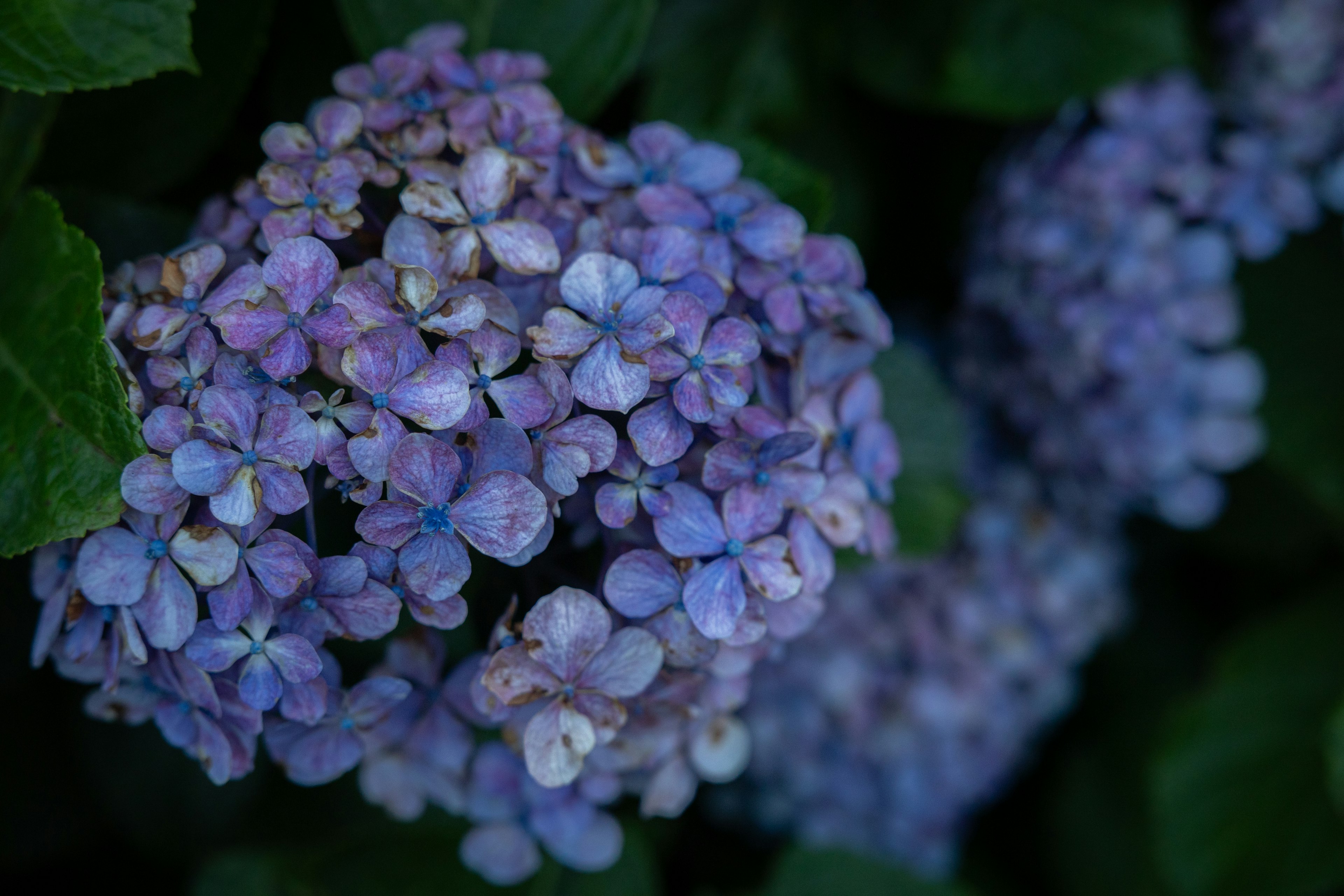 青紫色の花が咲いている紫陽花のクローズアップ