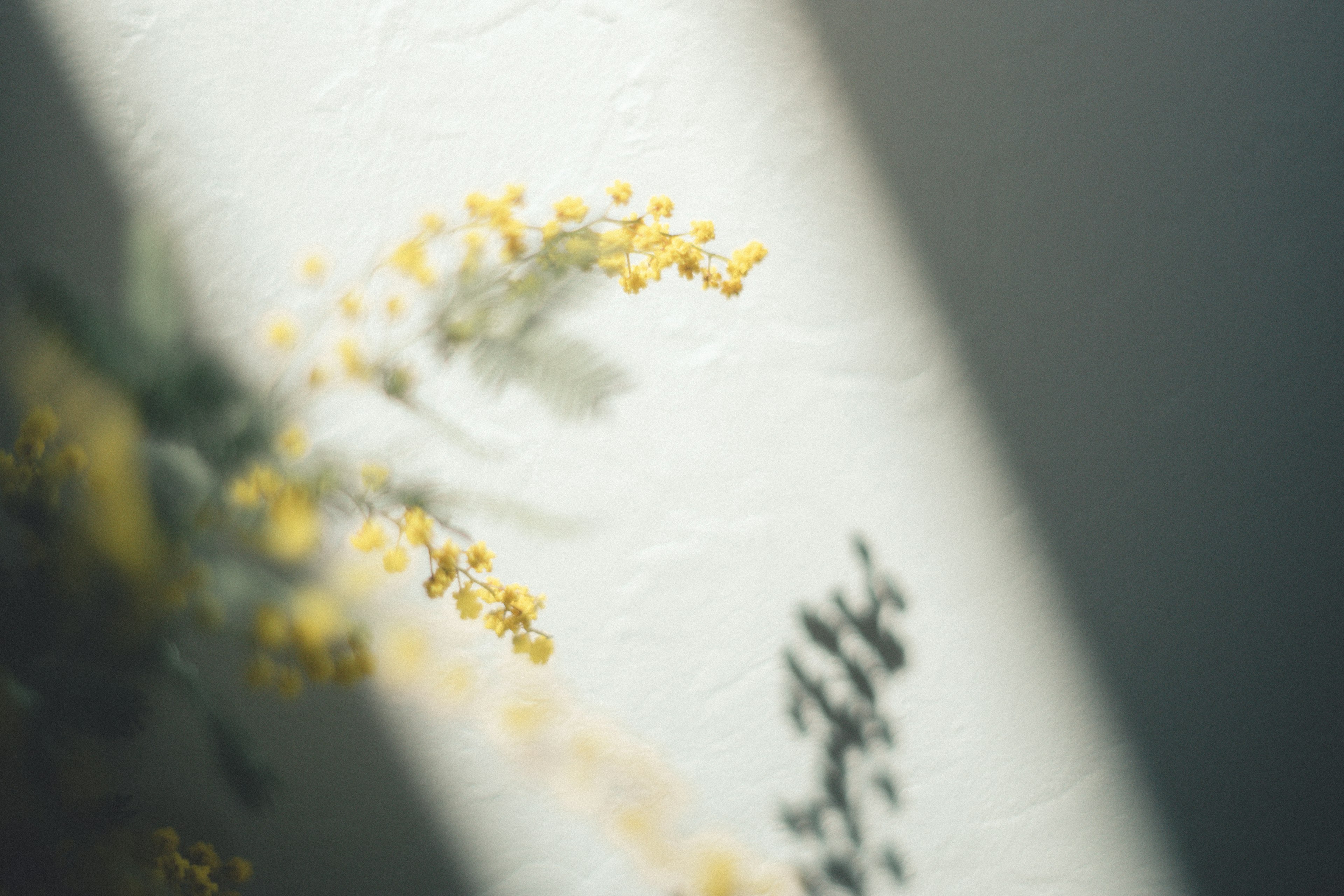 Nahaufnahme von gelben Mimoseblüten, die Schatten an einer Wand werfen