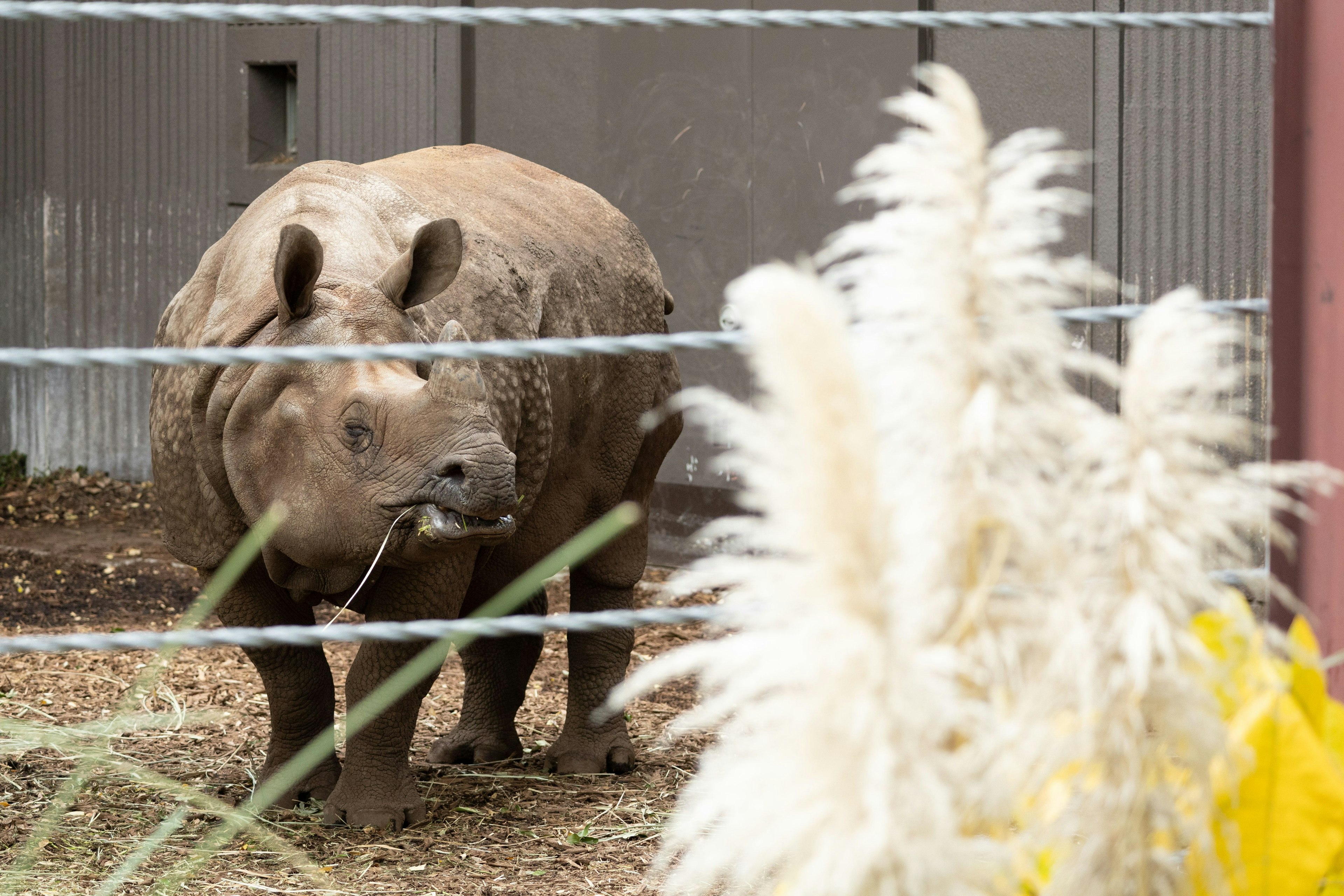 Un rhinocéros broutant près d'une clôture avec de l'herbe haute au premier plan
