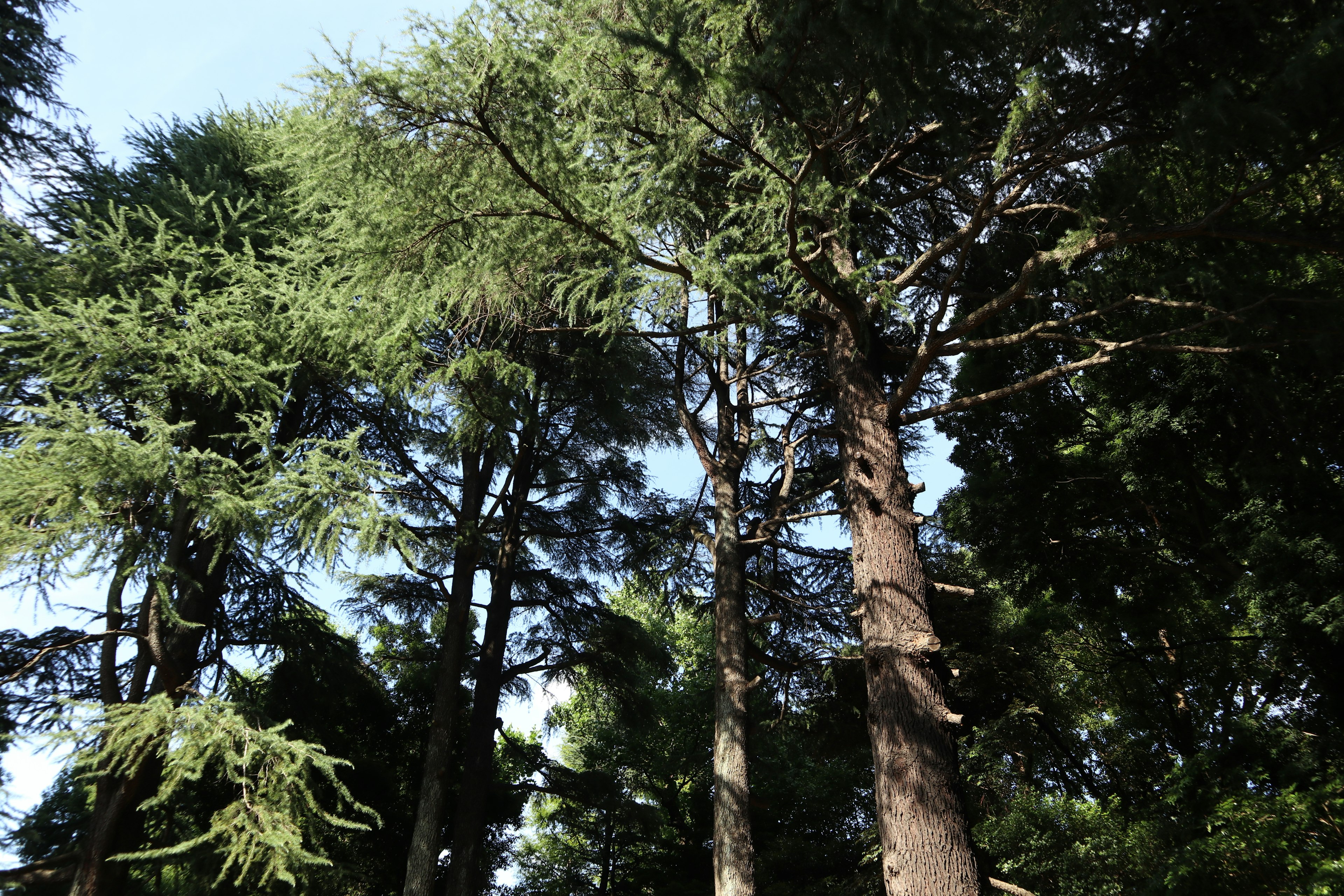 View looking up at trees with green foliage and blue sky