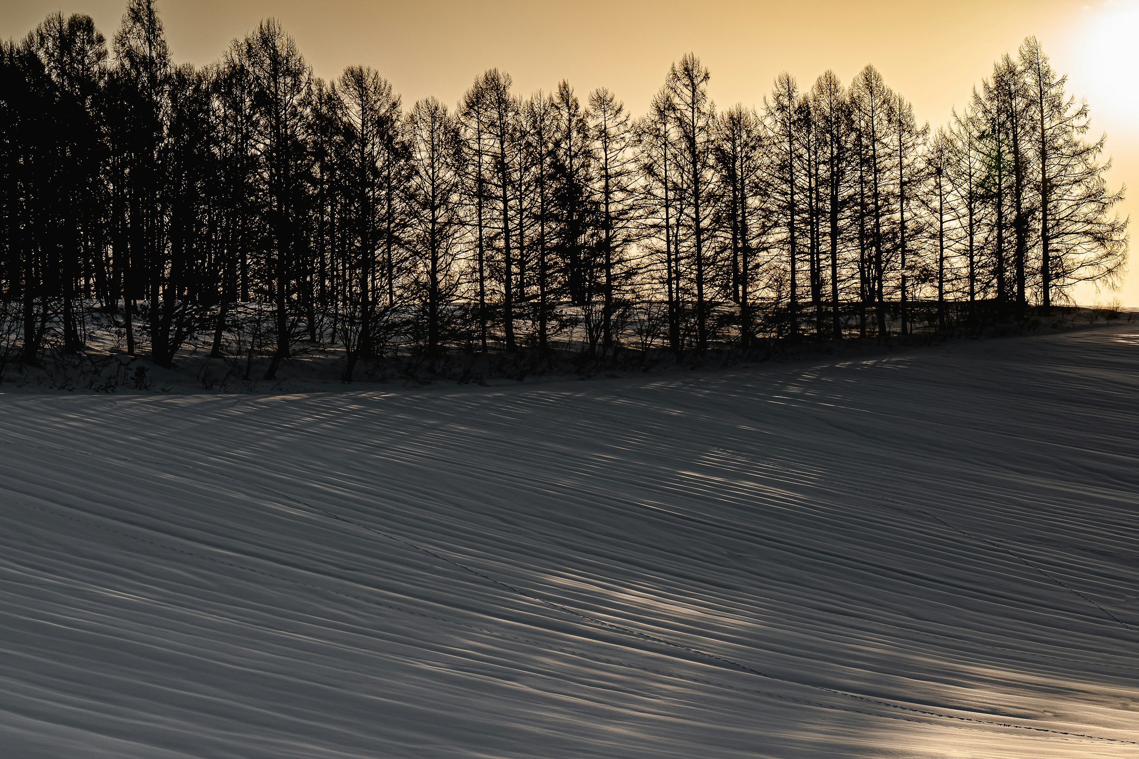 Silhouetten von Bäumen vor einer verschneiten Landschaft mit Schatten