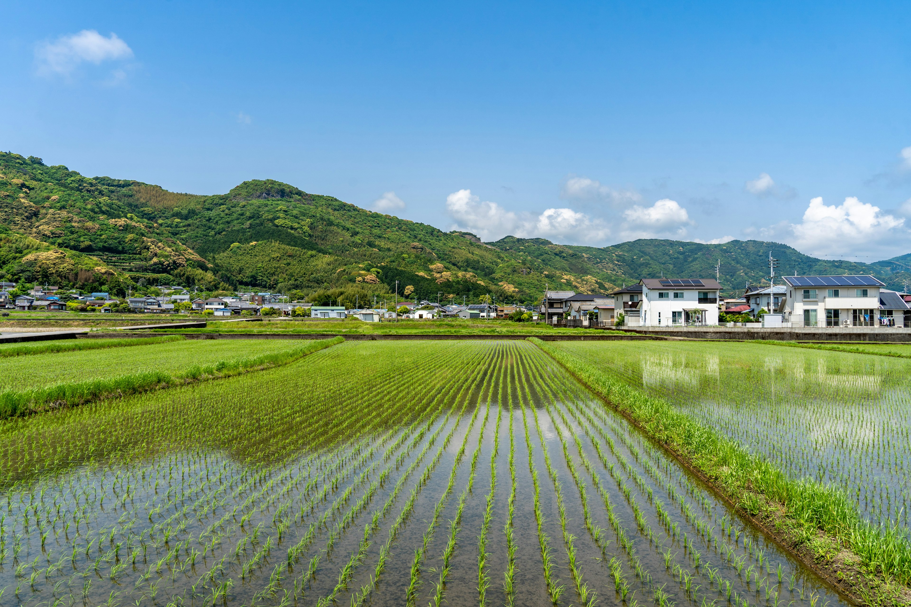 青い空と緑の田んぼが広がる風景 田植えされた稲が整然と並ぶ 山々が背景に見える