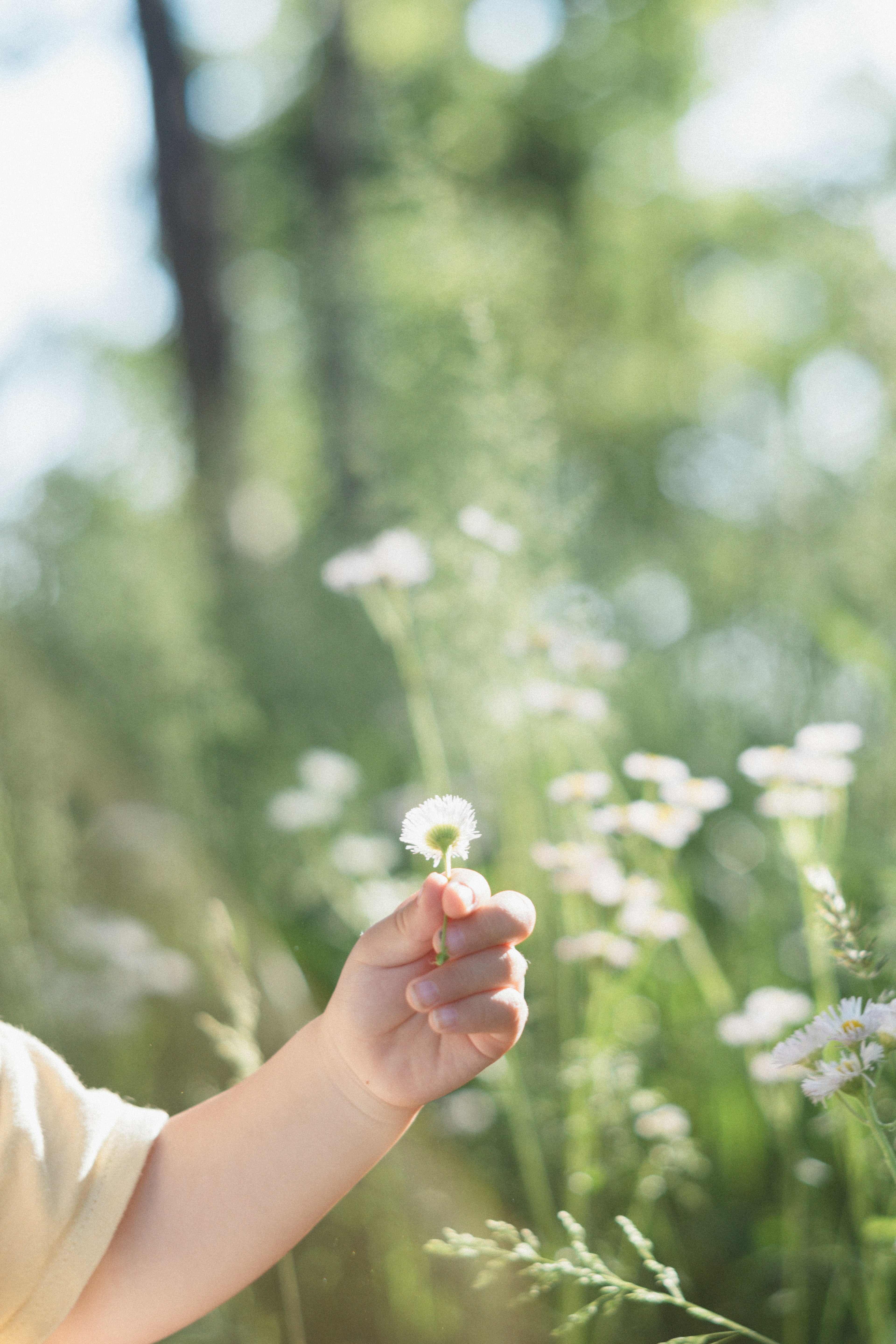 Mano di un bambino che tiene un fiore in un ambiente naturale verde