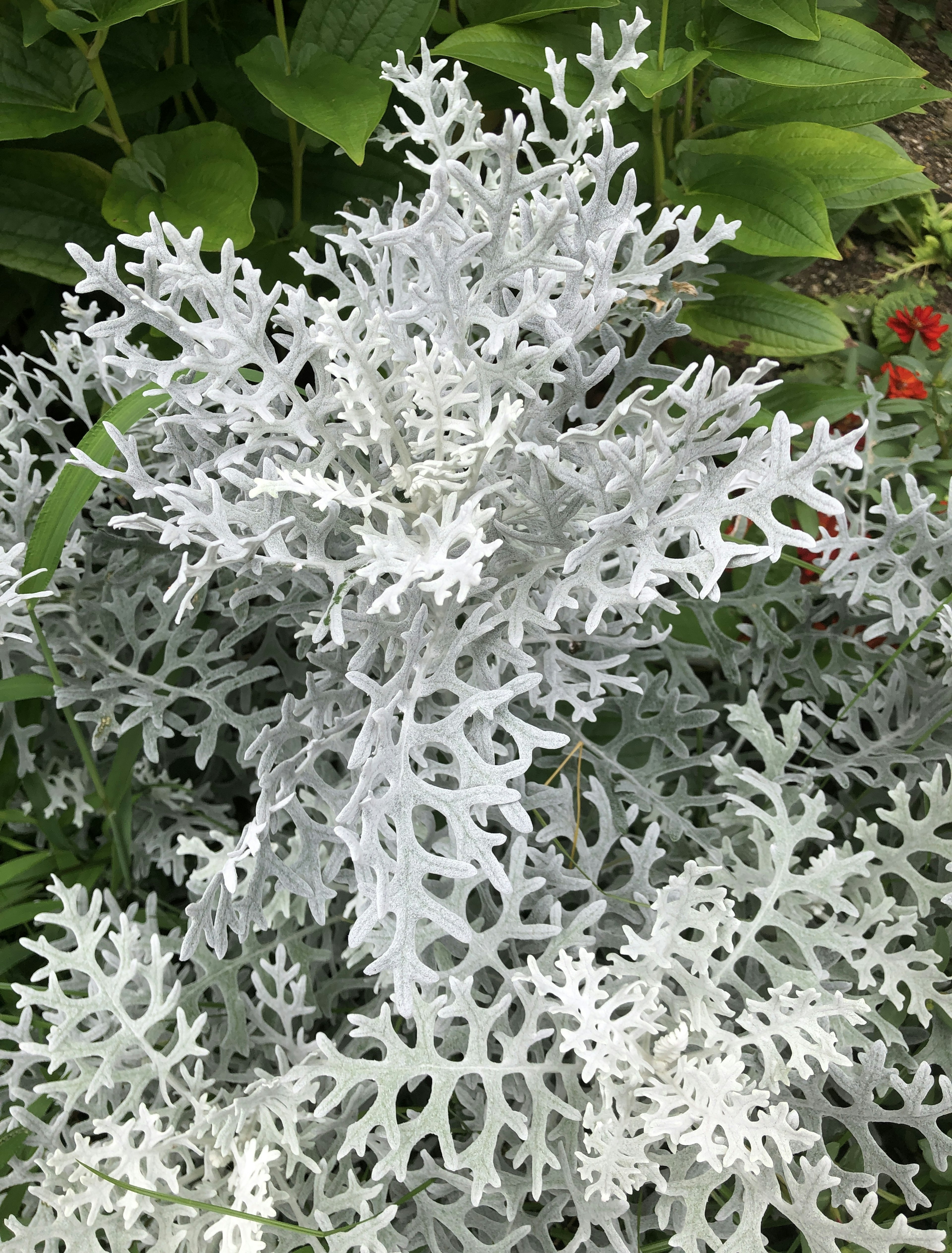 白い葉の植物のクローズアップ 鮮やかな緑の背景に映える