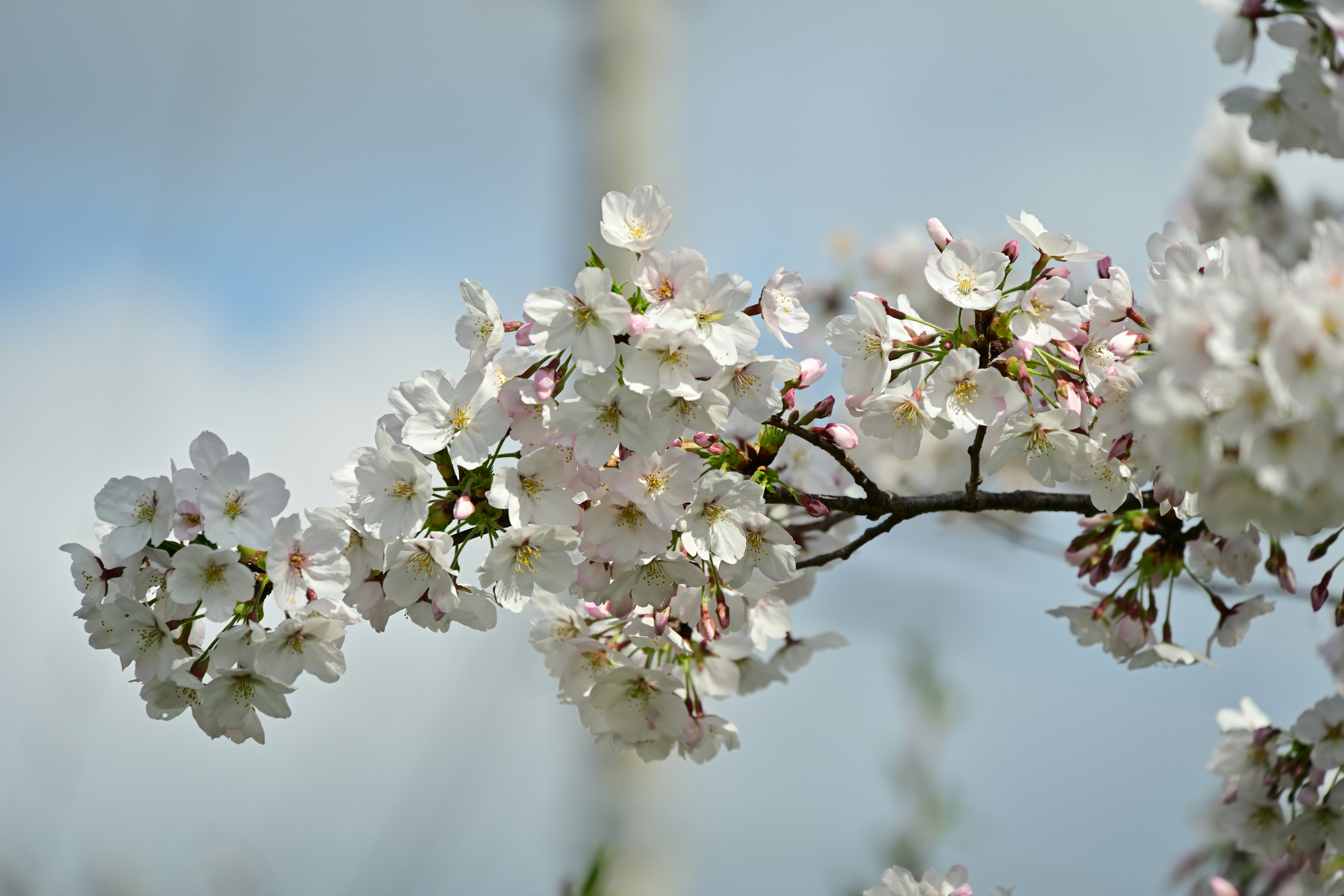 Kedekatan bunga sakura di cabang