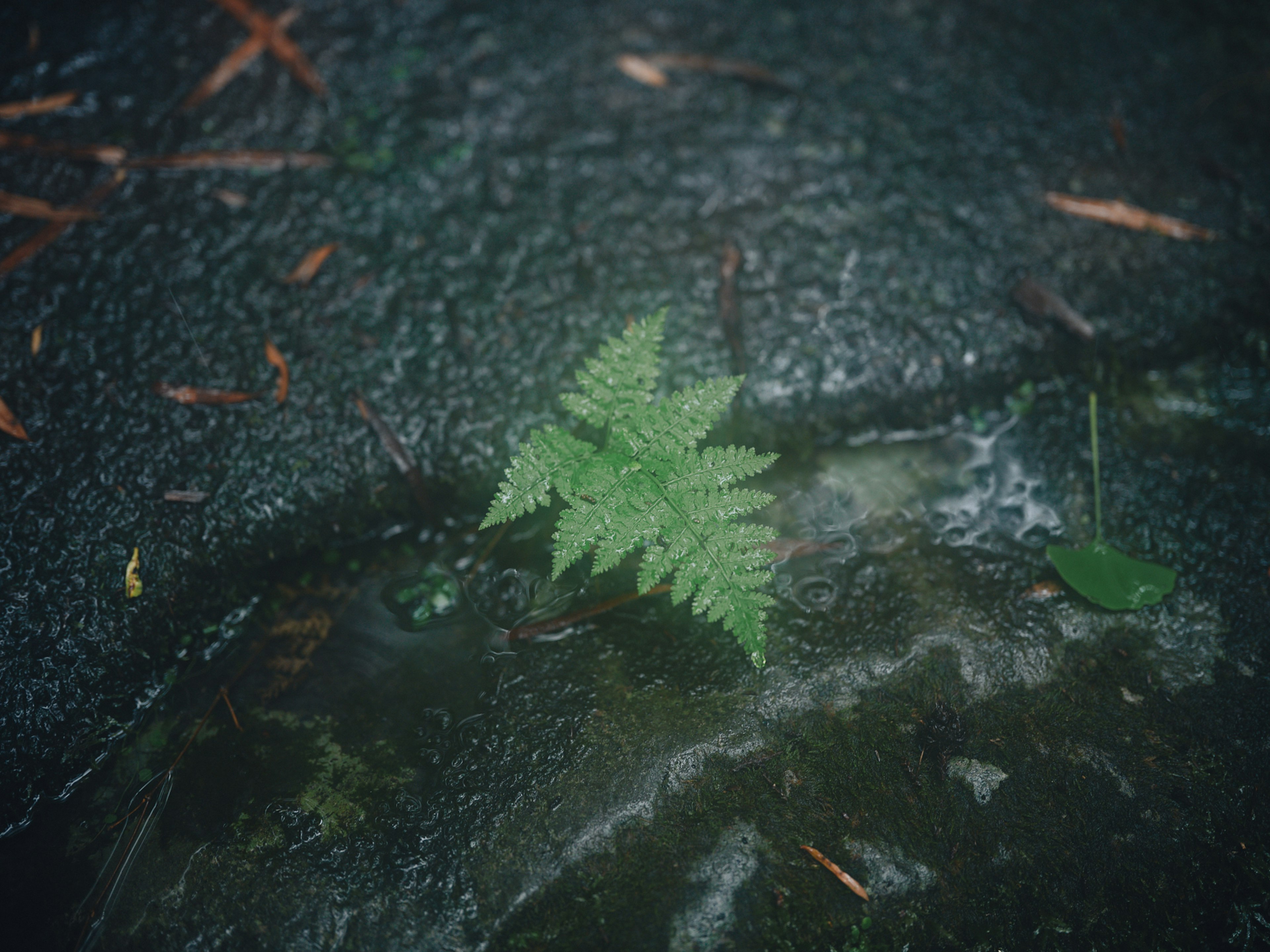 Green fern leaf growing on wet stone